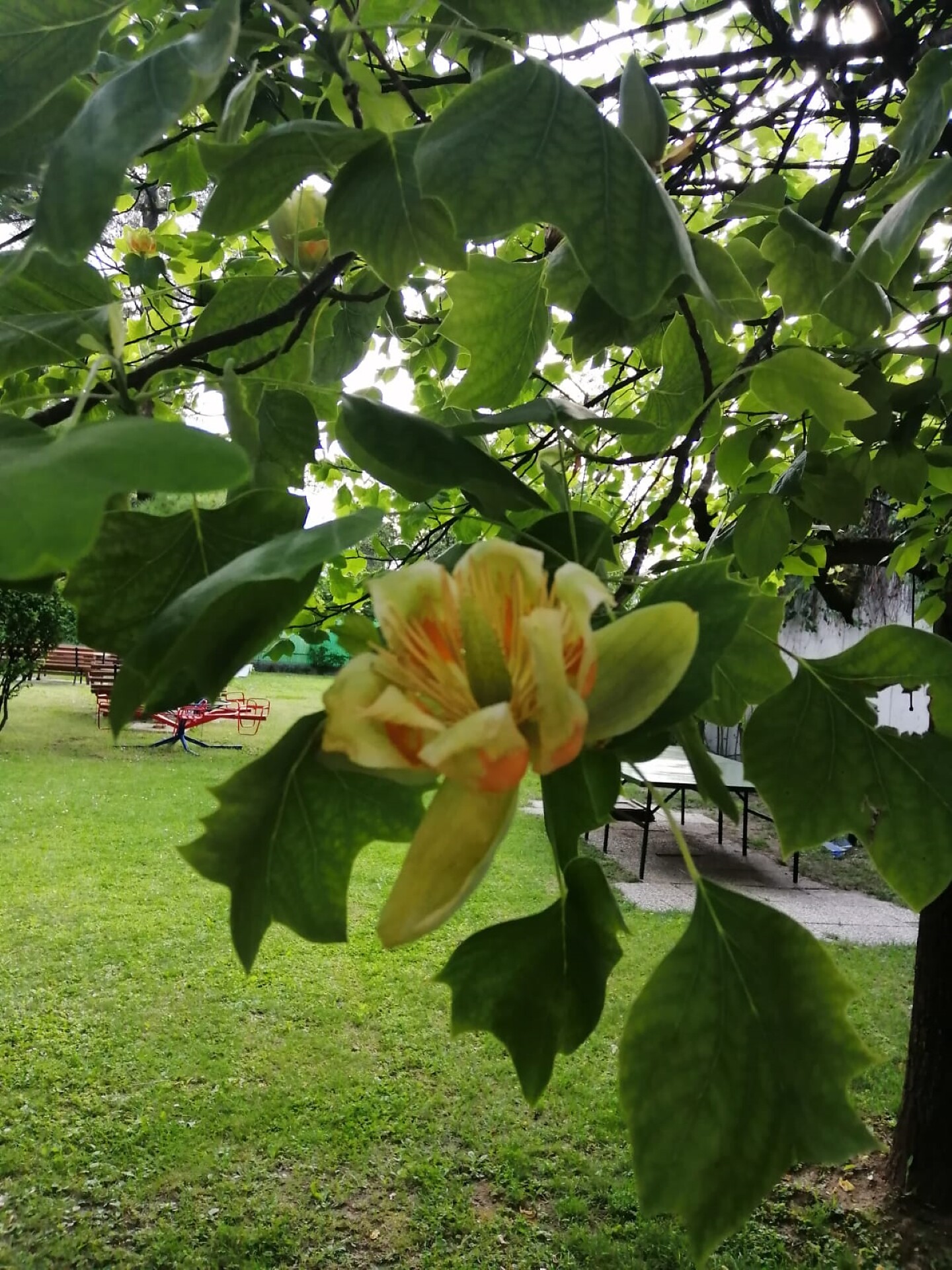 giardino