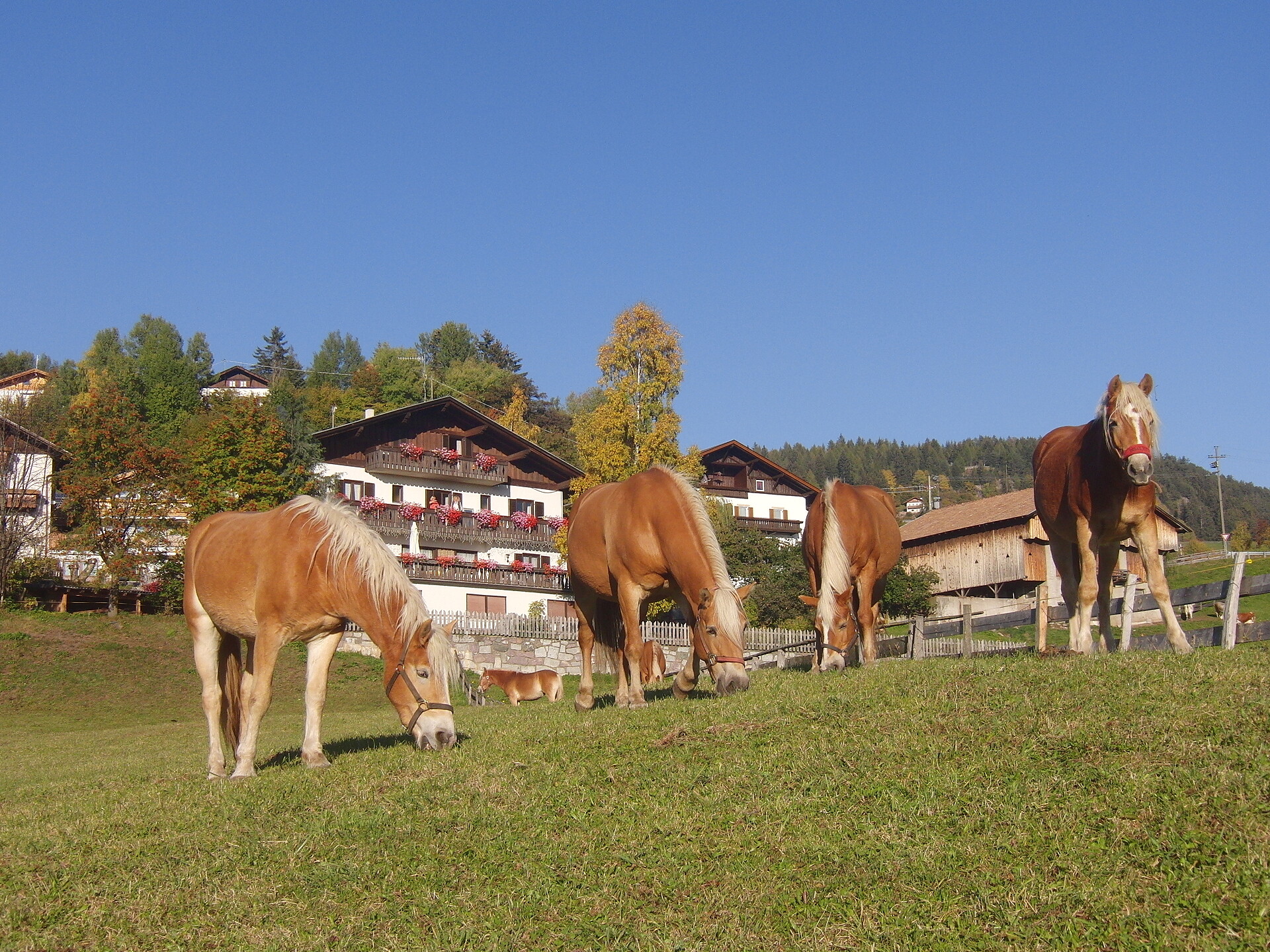 Riding at the Haus Hafner in Avelengo/Hafling