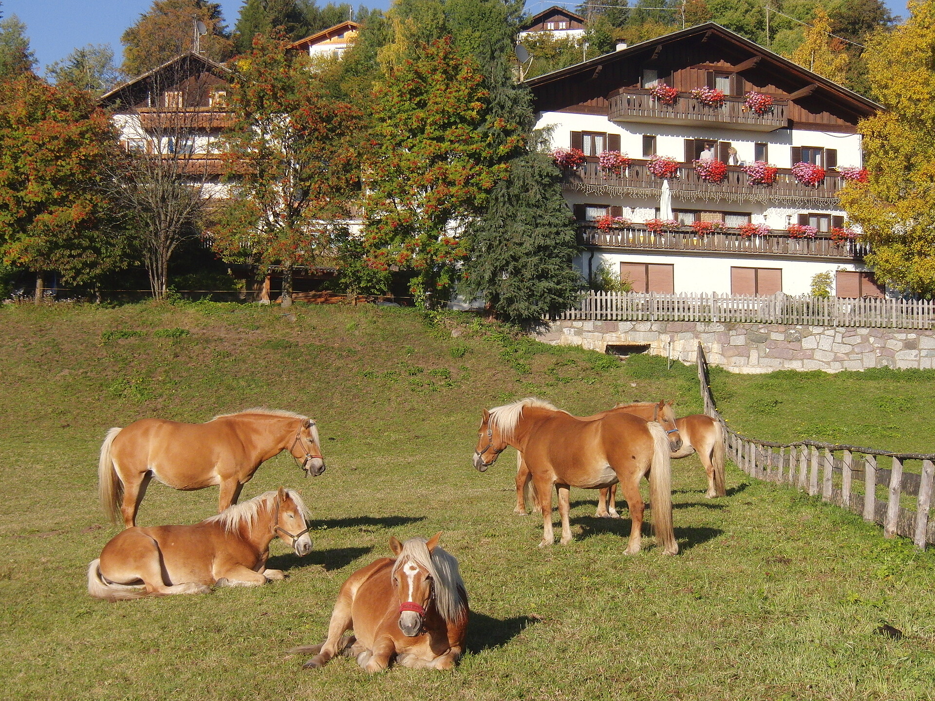The Haflinger horses on the pasture near Haus Hafner