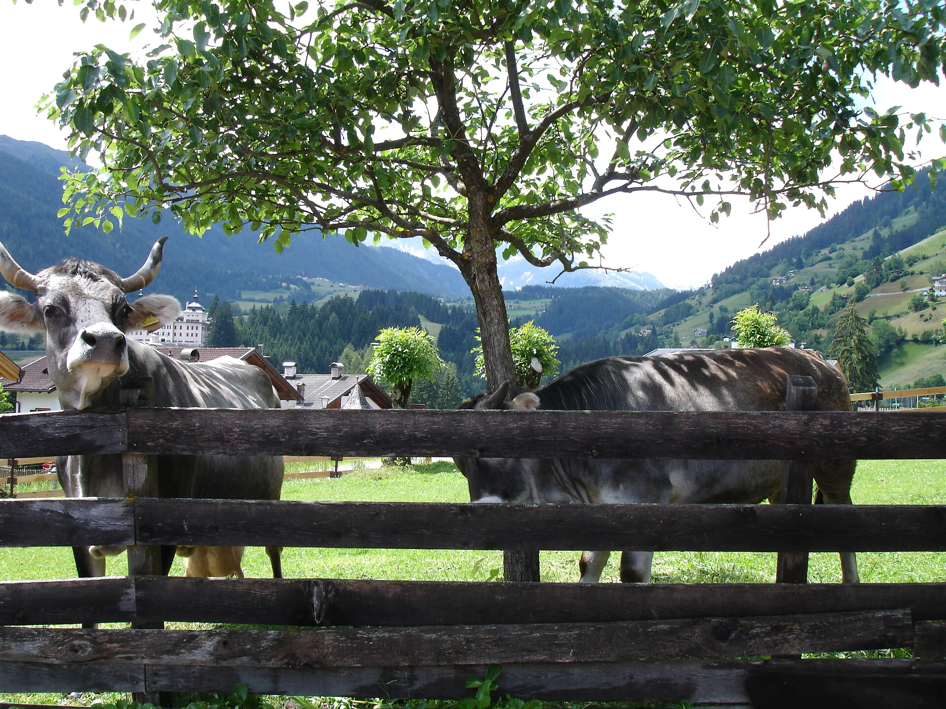 Casa Pessler Racines 7 suedtirol.info