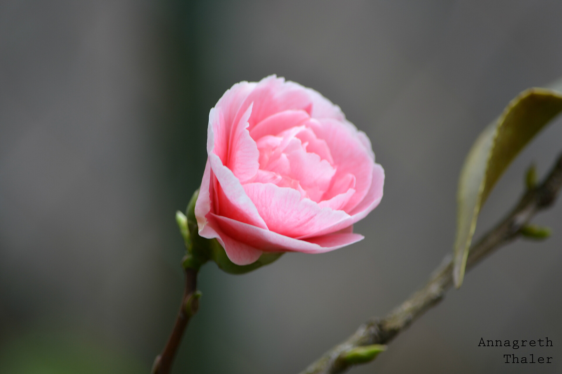 Blumen in unserem  Garten