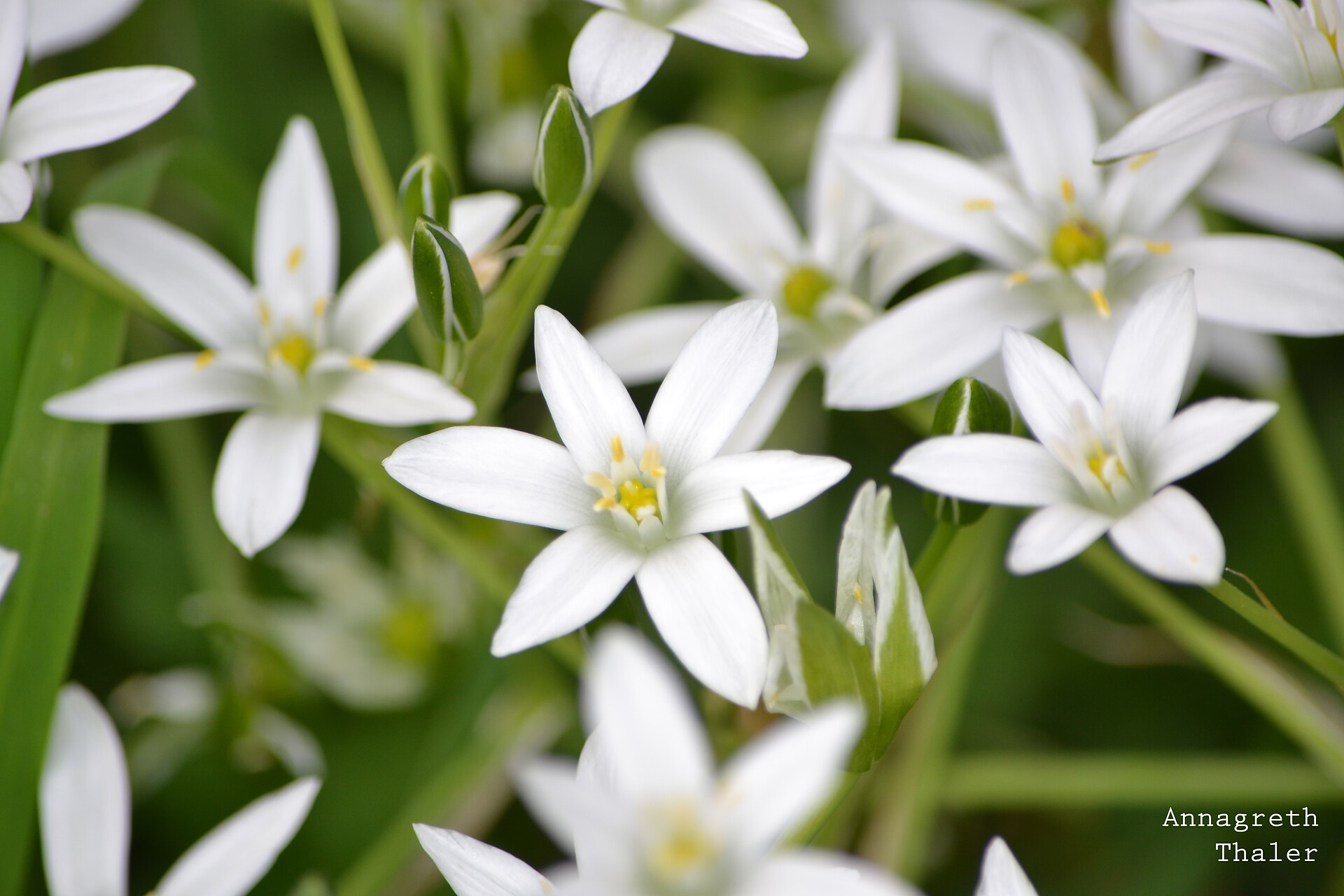 Blumen in unserem  Garten