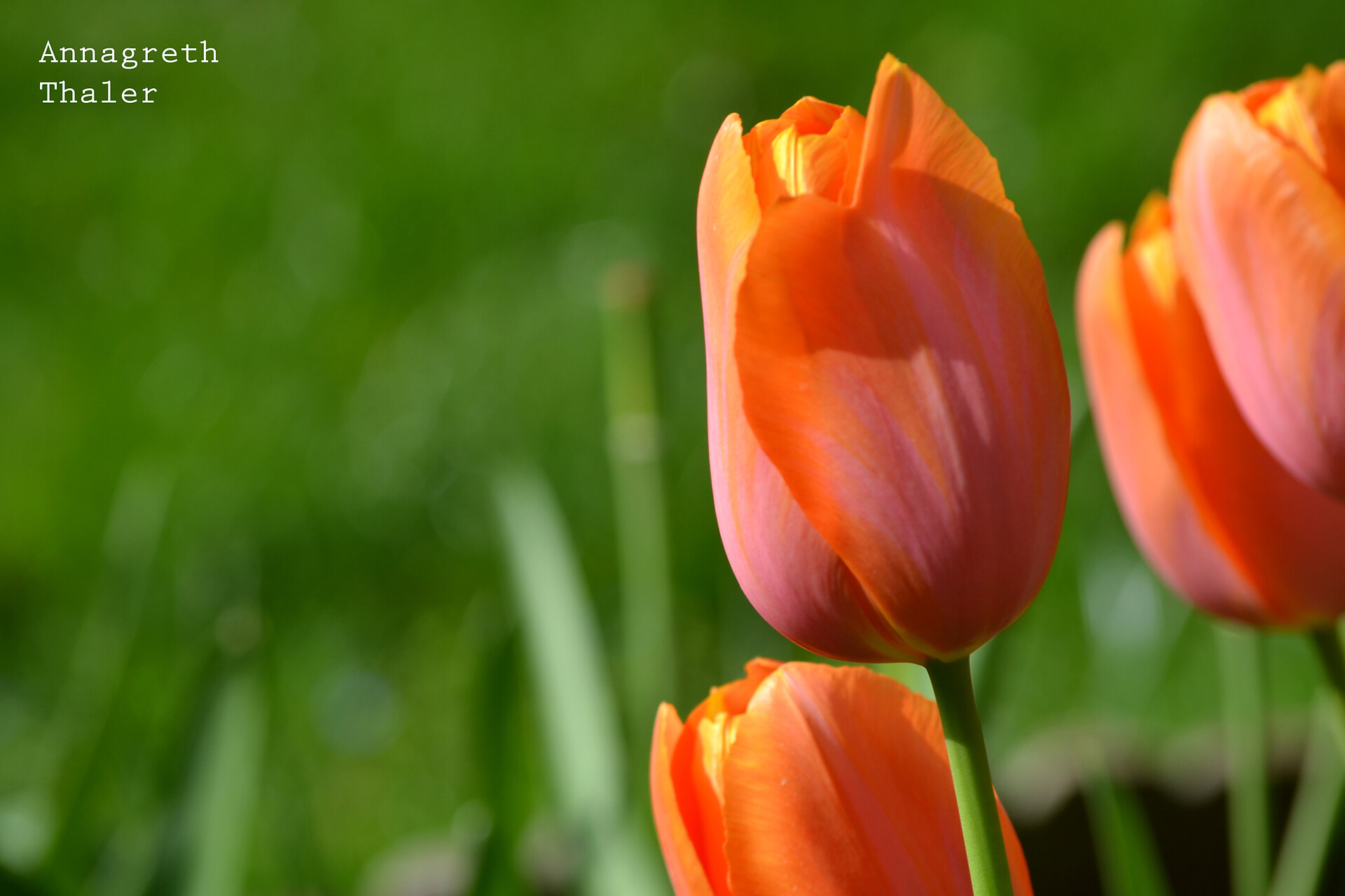 Blumen in unserem  Garten