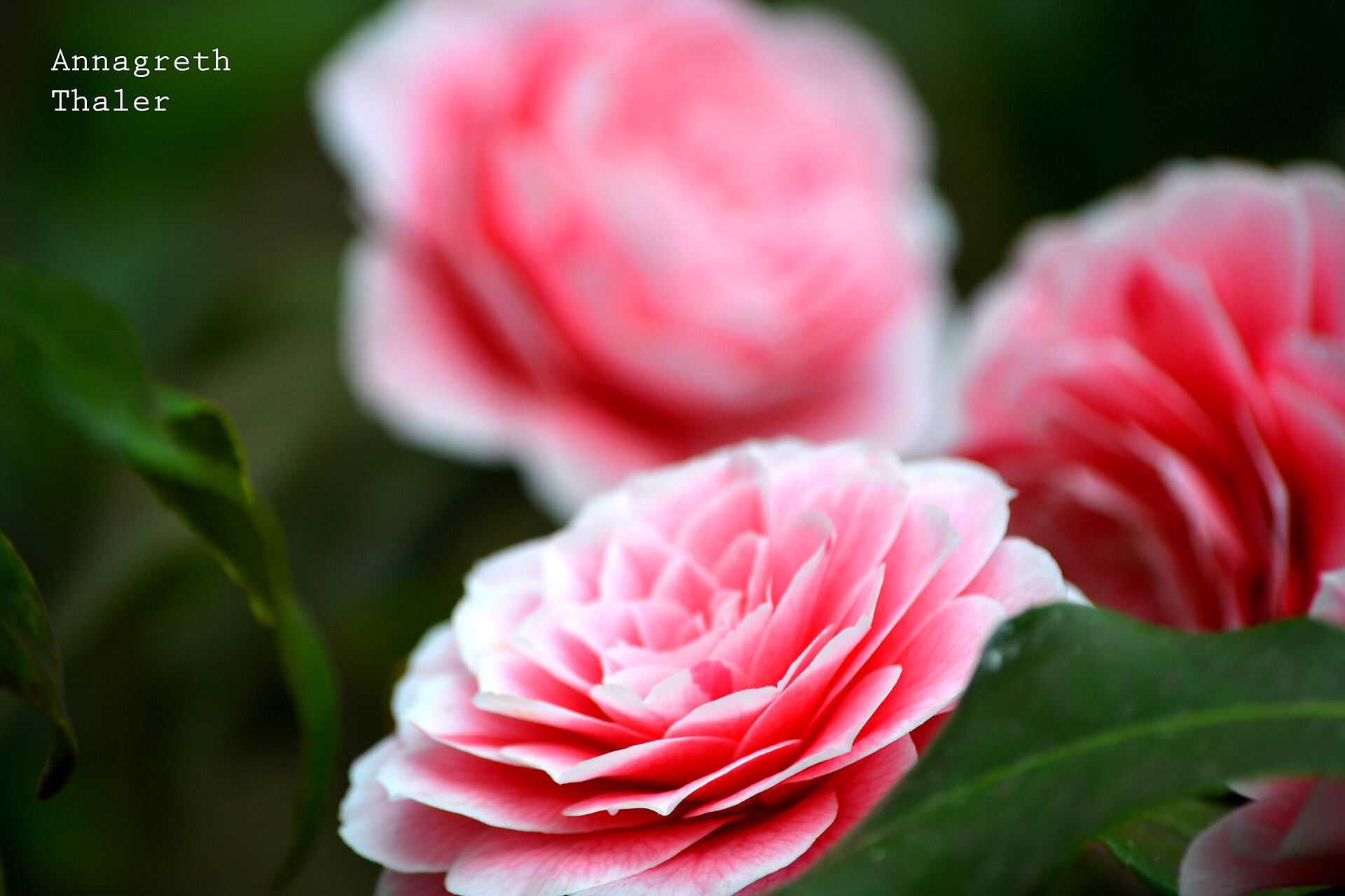 Blumen in unserem  Garten