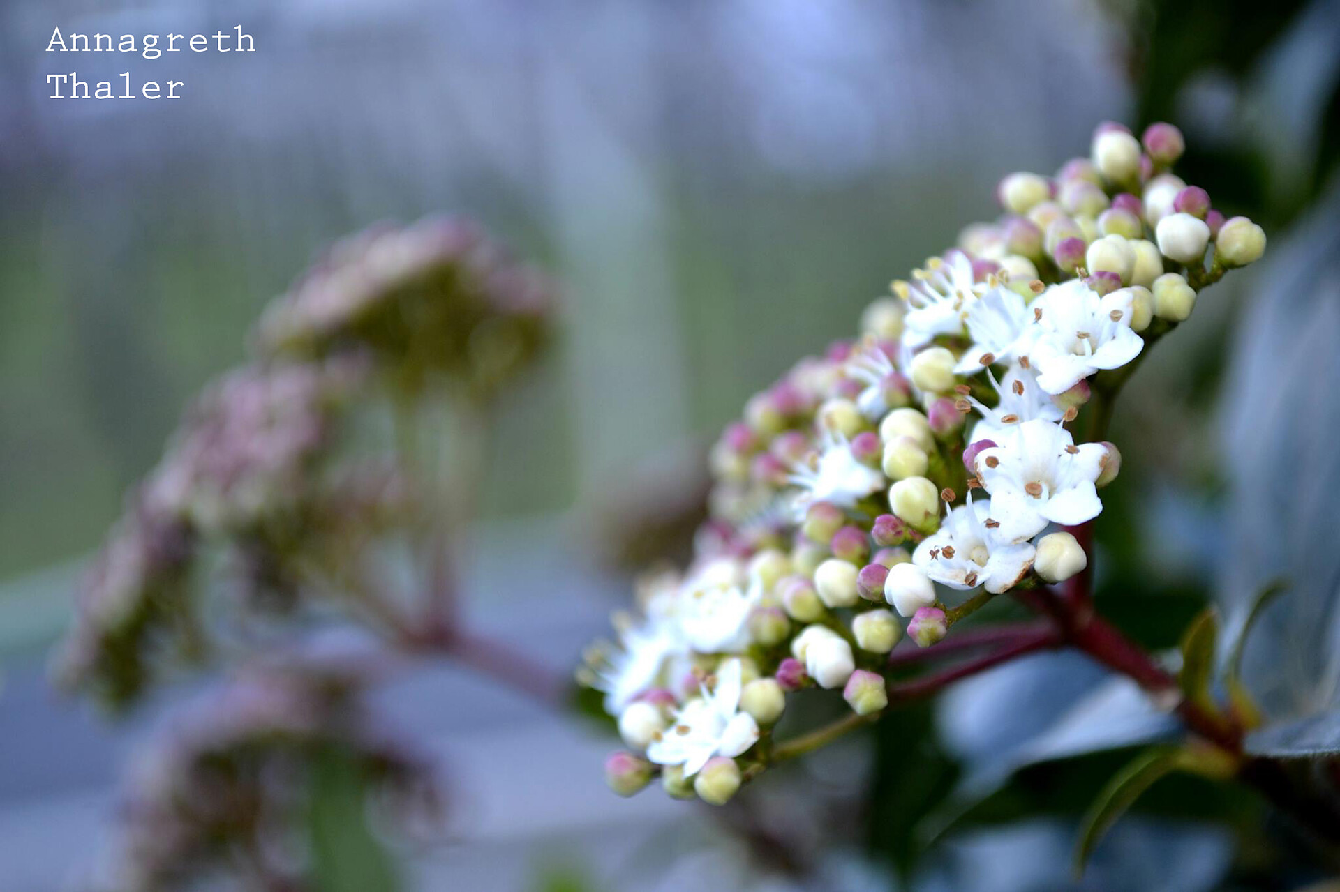 Blumen in unserem  Garten