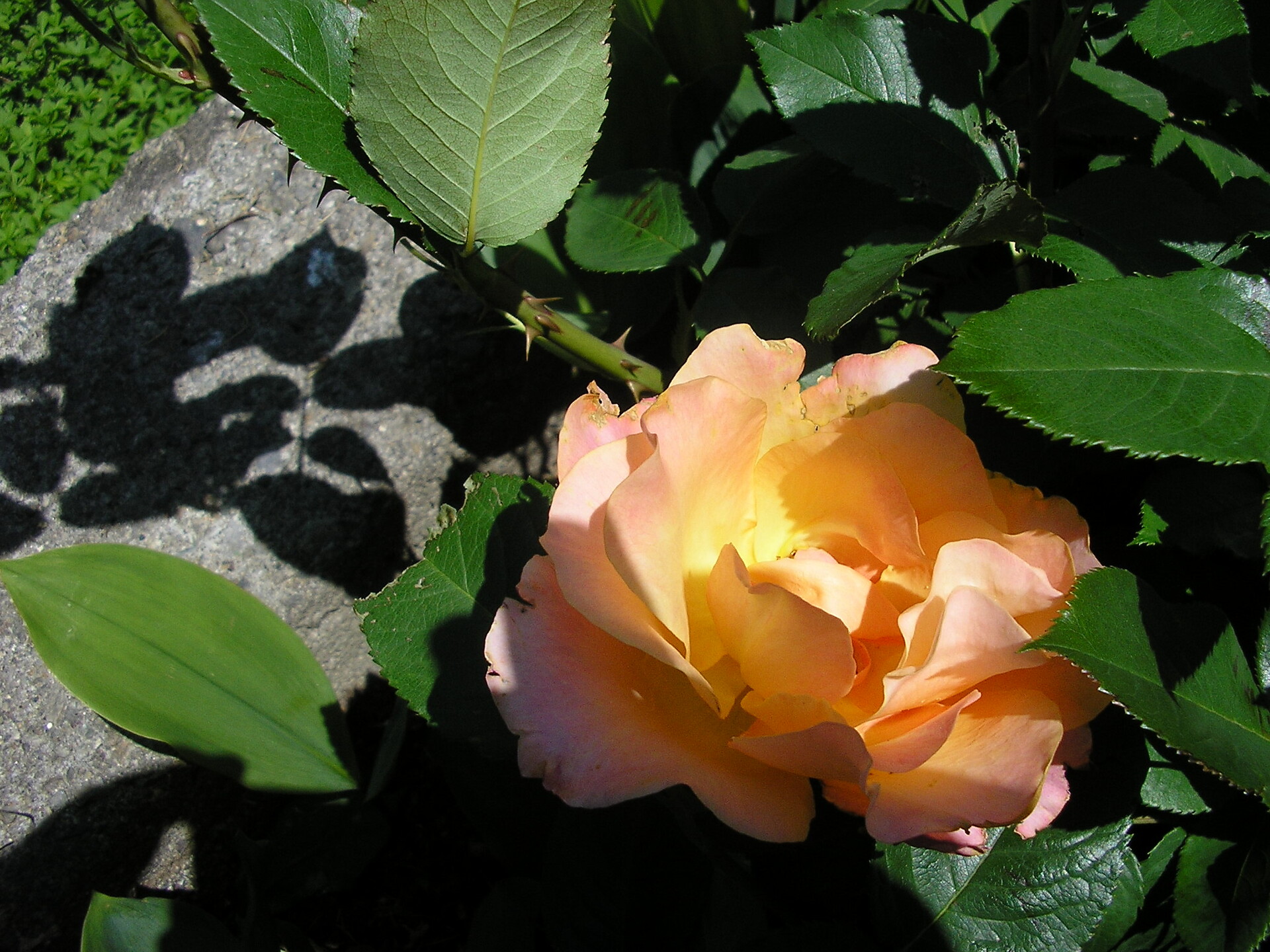 rose