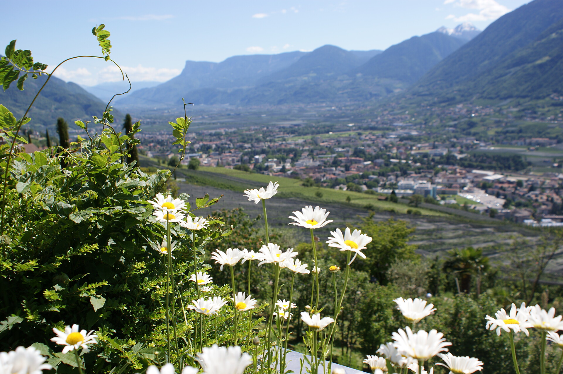 Marini's Giardino