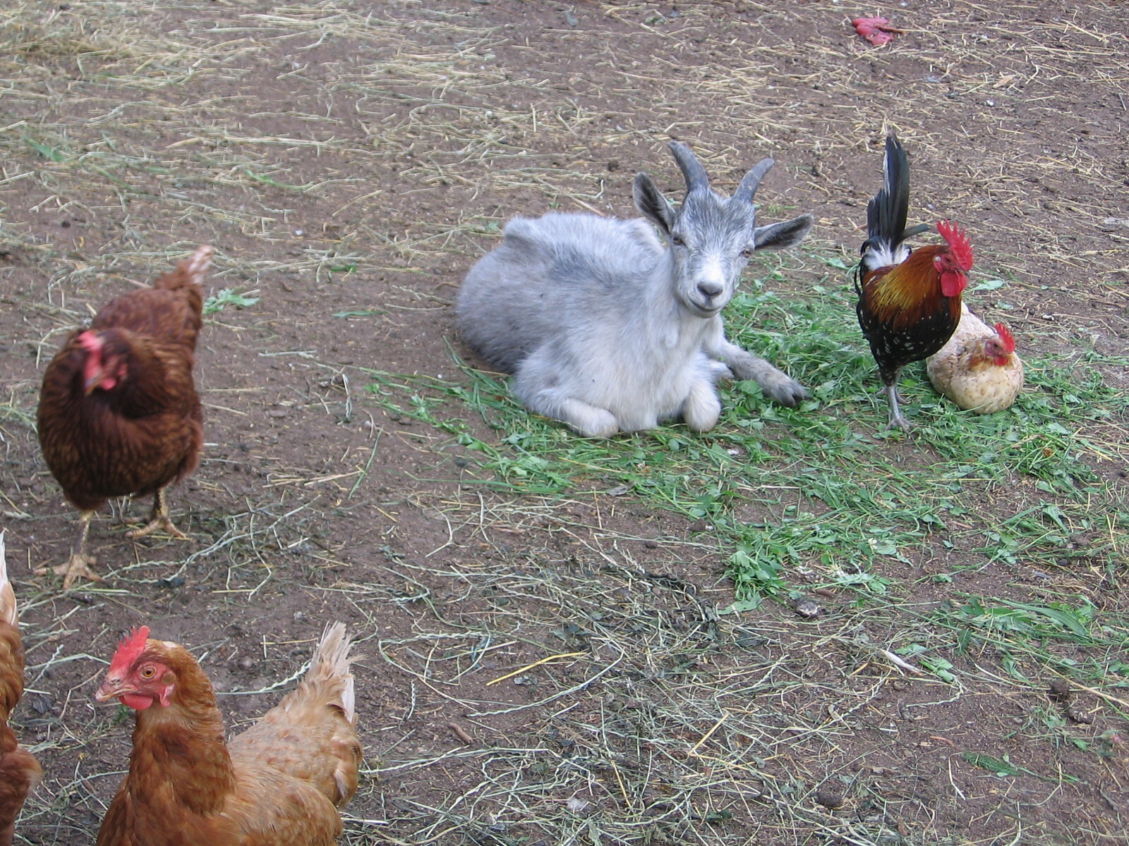 Unsere Tiere