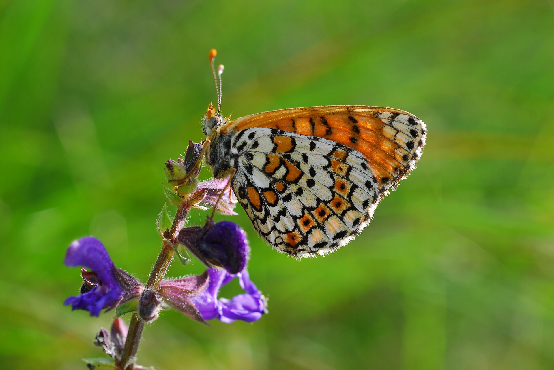 butterfly
