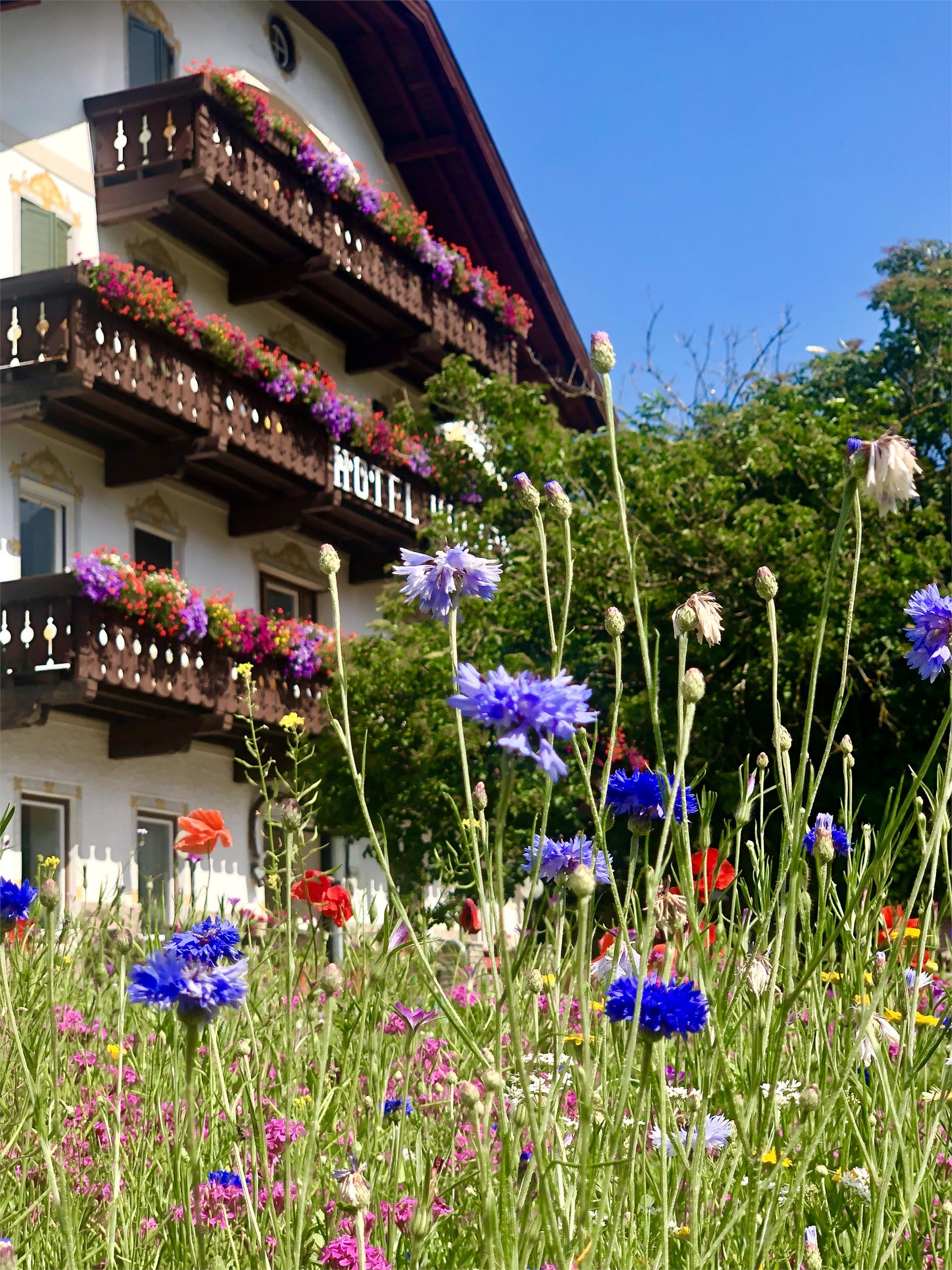Hotel Holzer Sexten 1 suedtirol.info