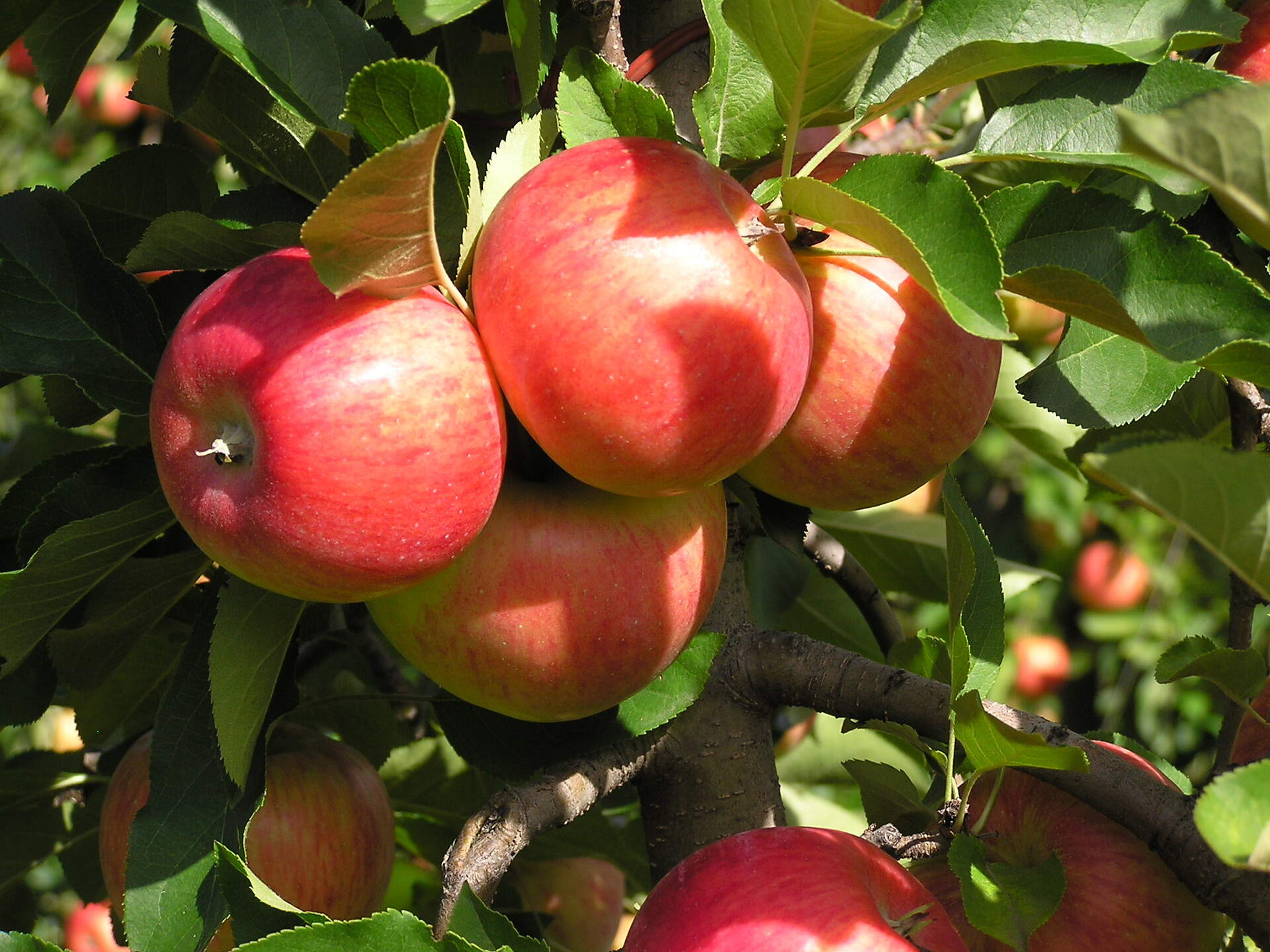 Unsere Äpfel kurz vor der Ernte