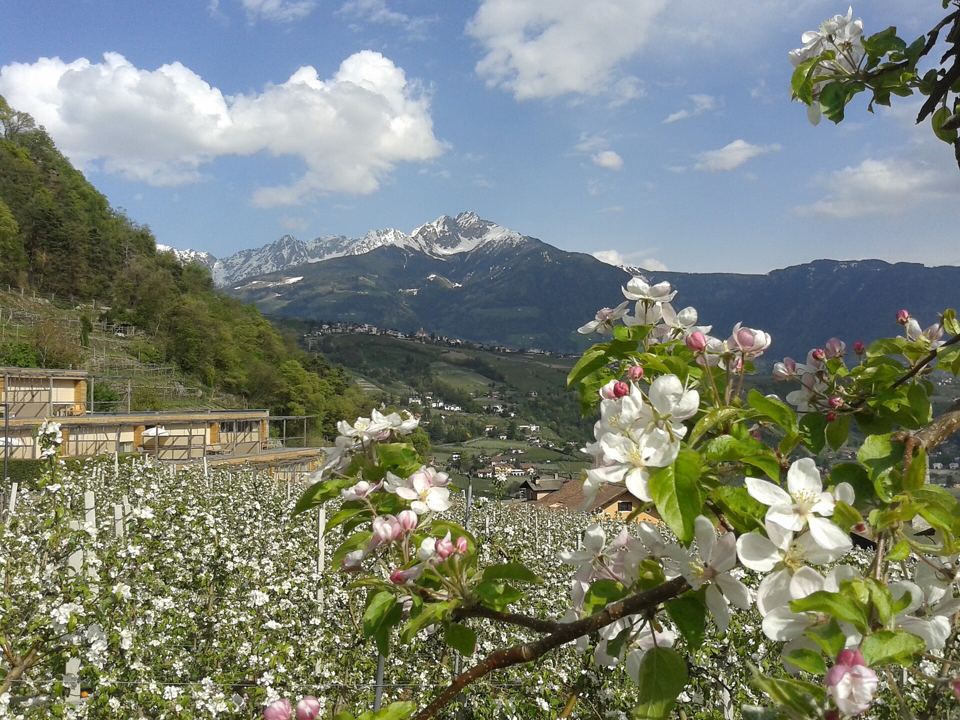 primavera