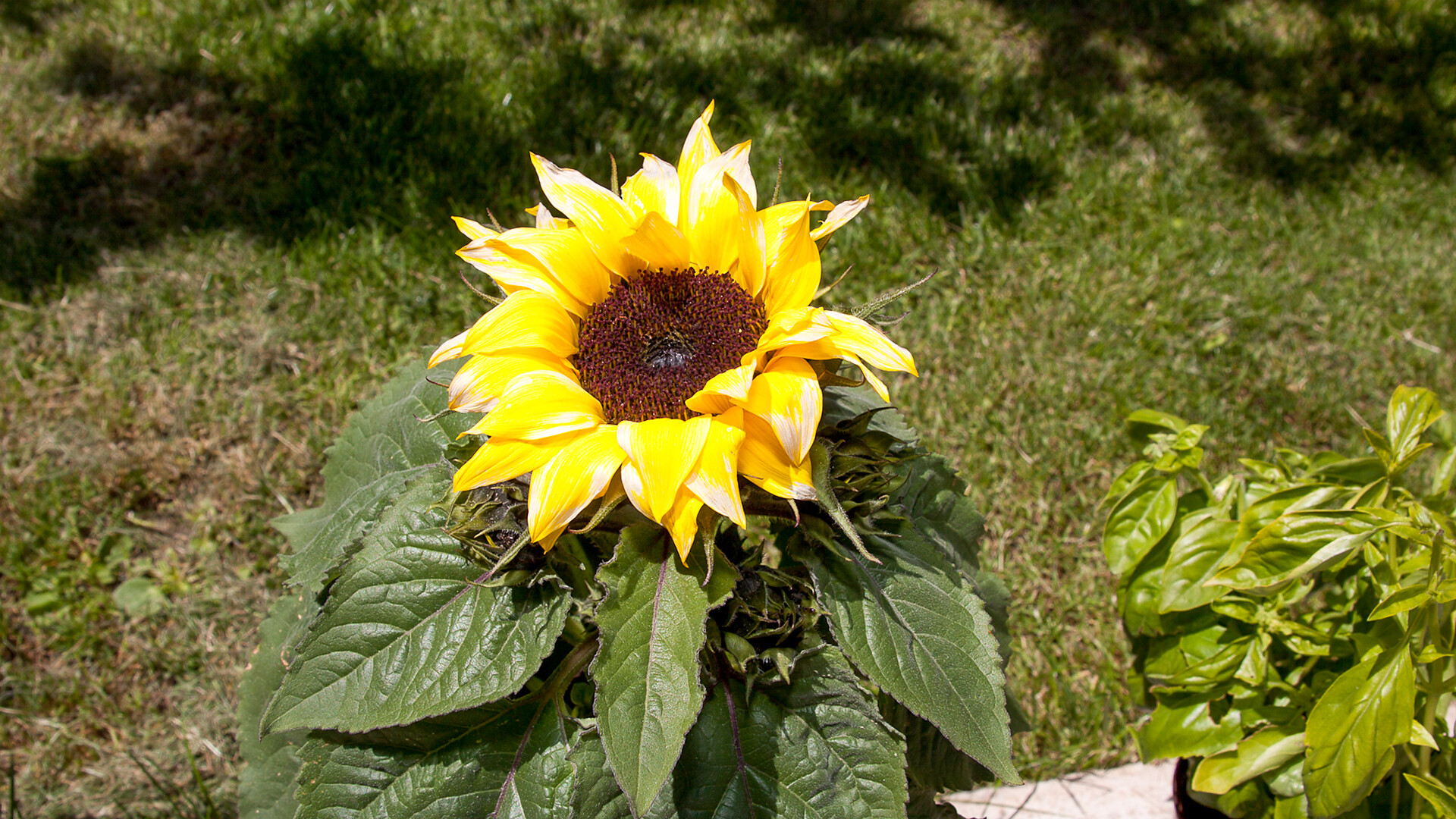 Girasole