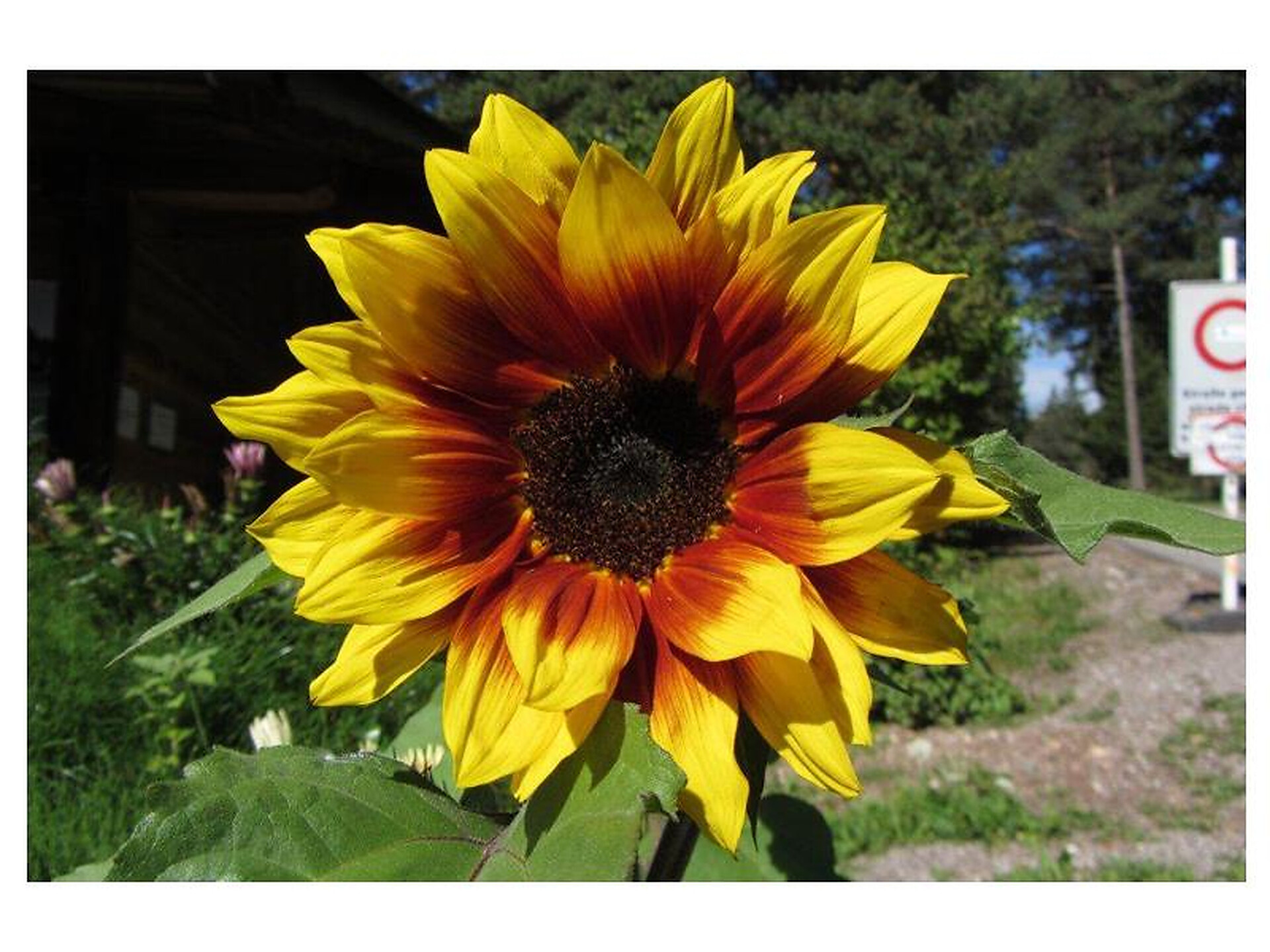 Girasole