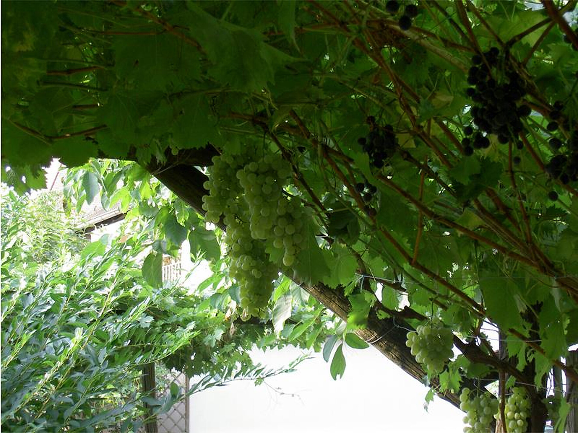 Giardino1