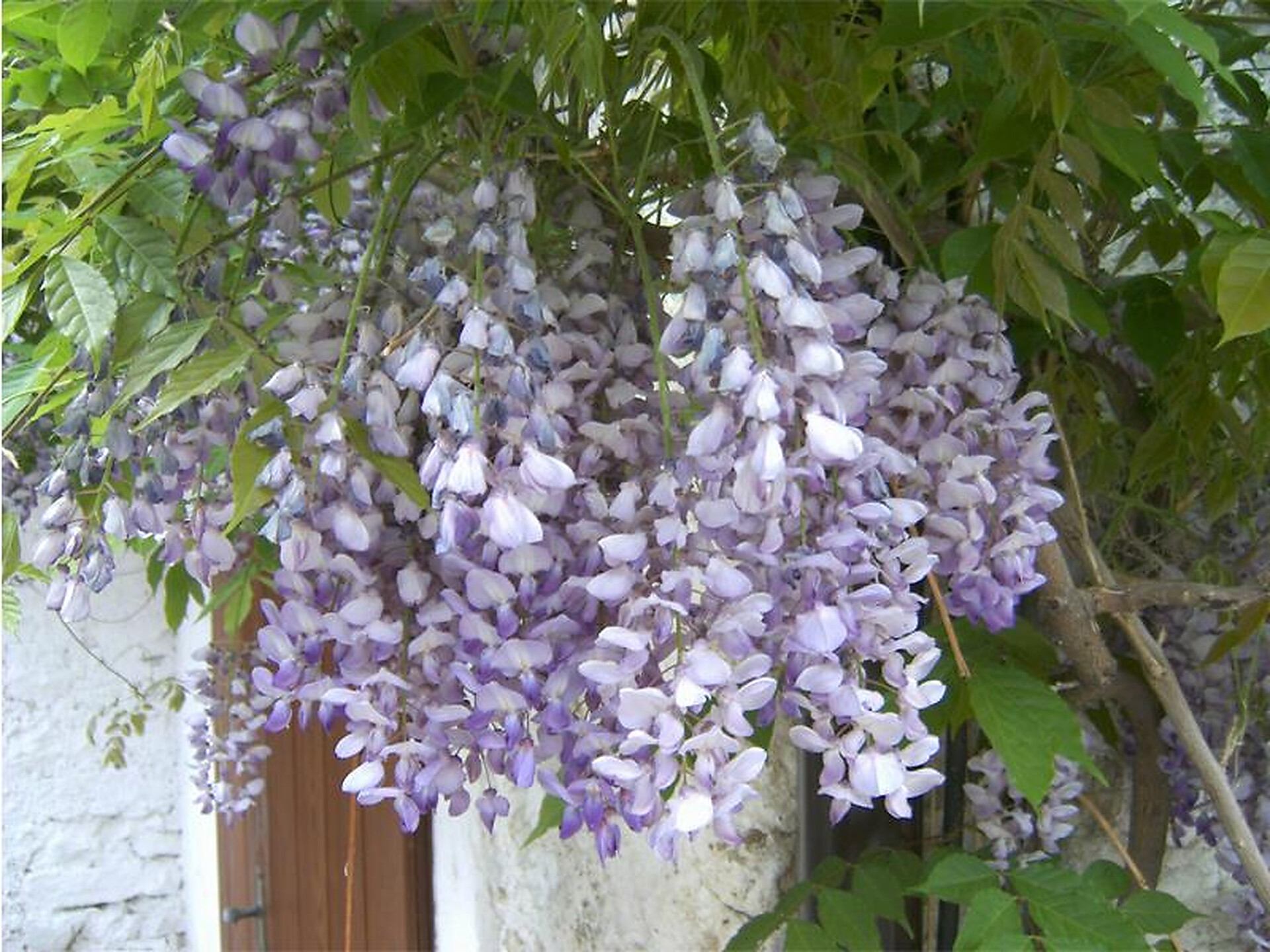 Fiori