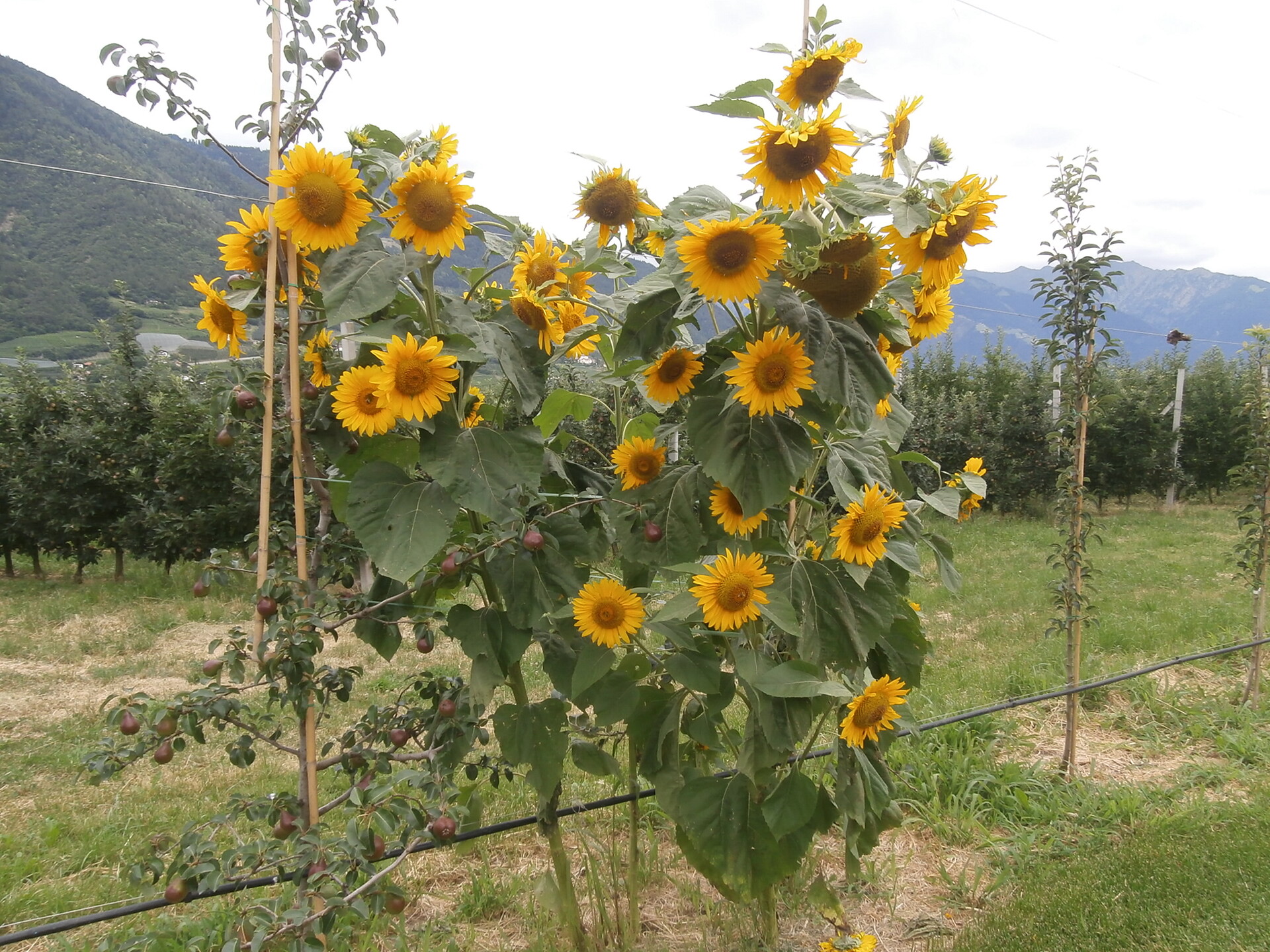 Sonnenblumen