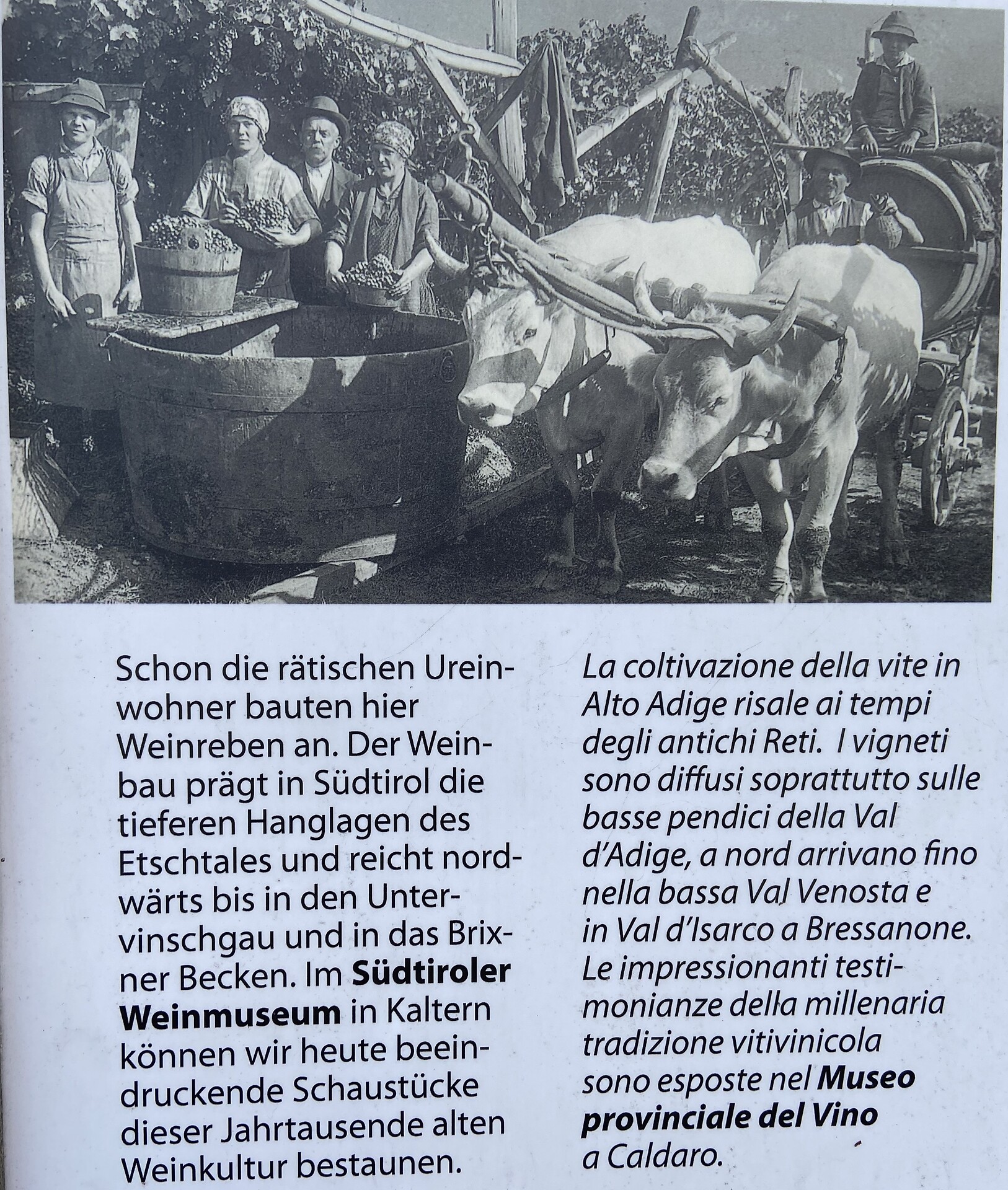 Haus Morandell Erich Kaltern an der Weinstraße 32 suedtirol.info