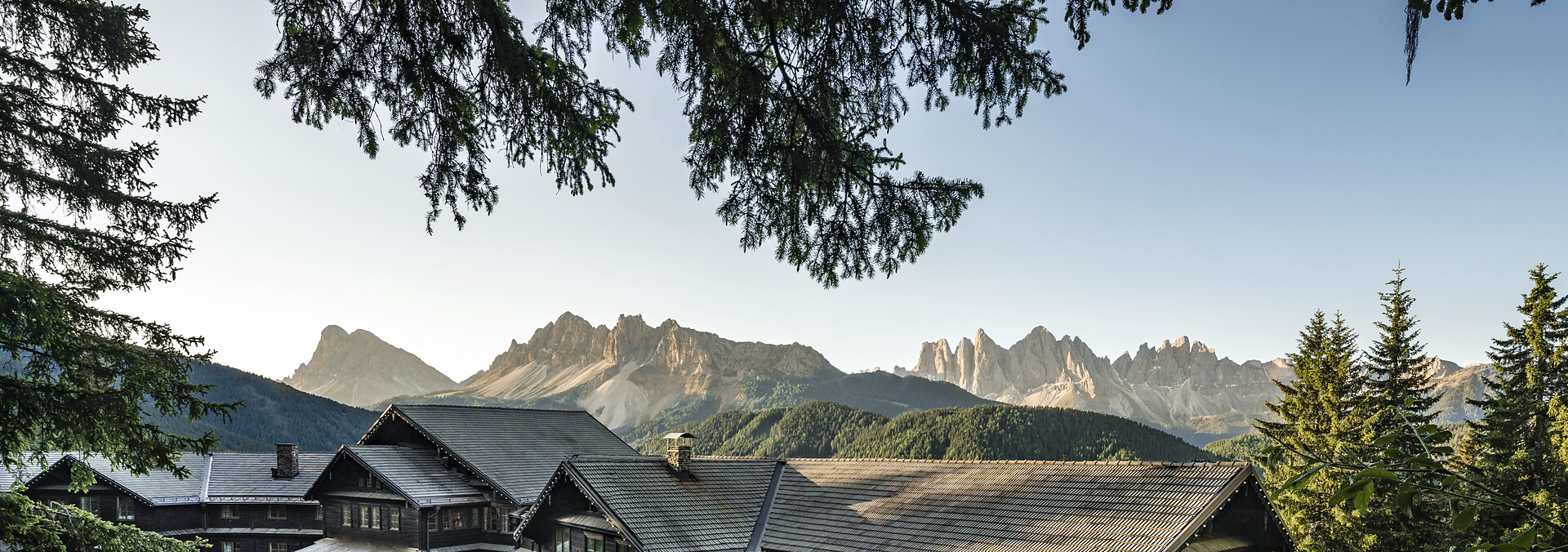 F O R E S T I S view summer