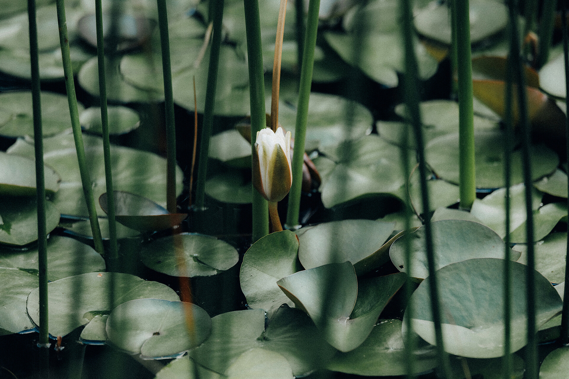 organic swimming pond