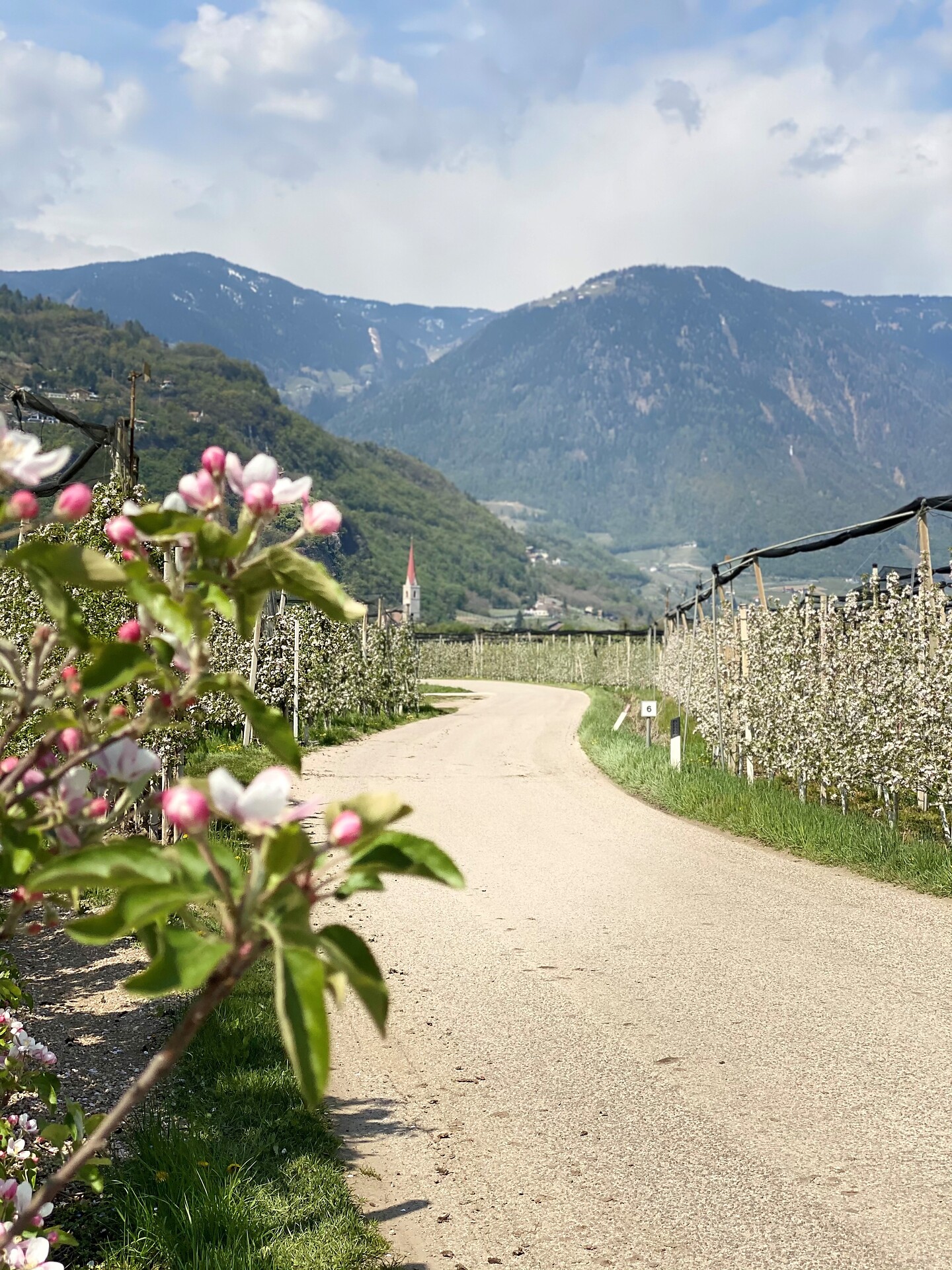 Spring in Lana on the South Tyrol an Wine Road