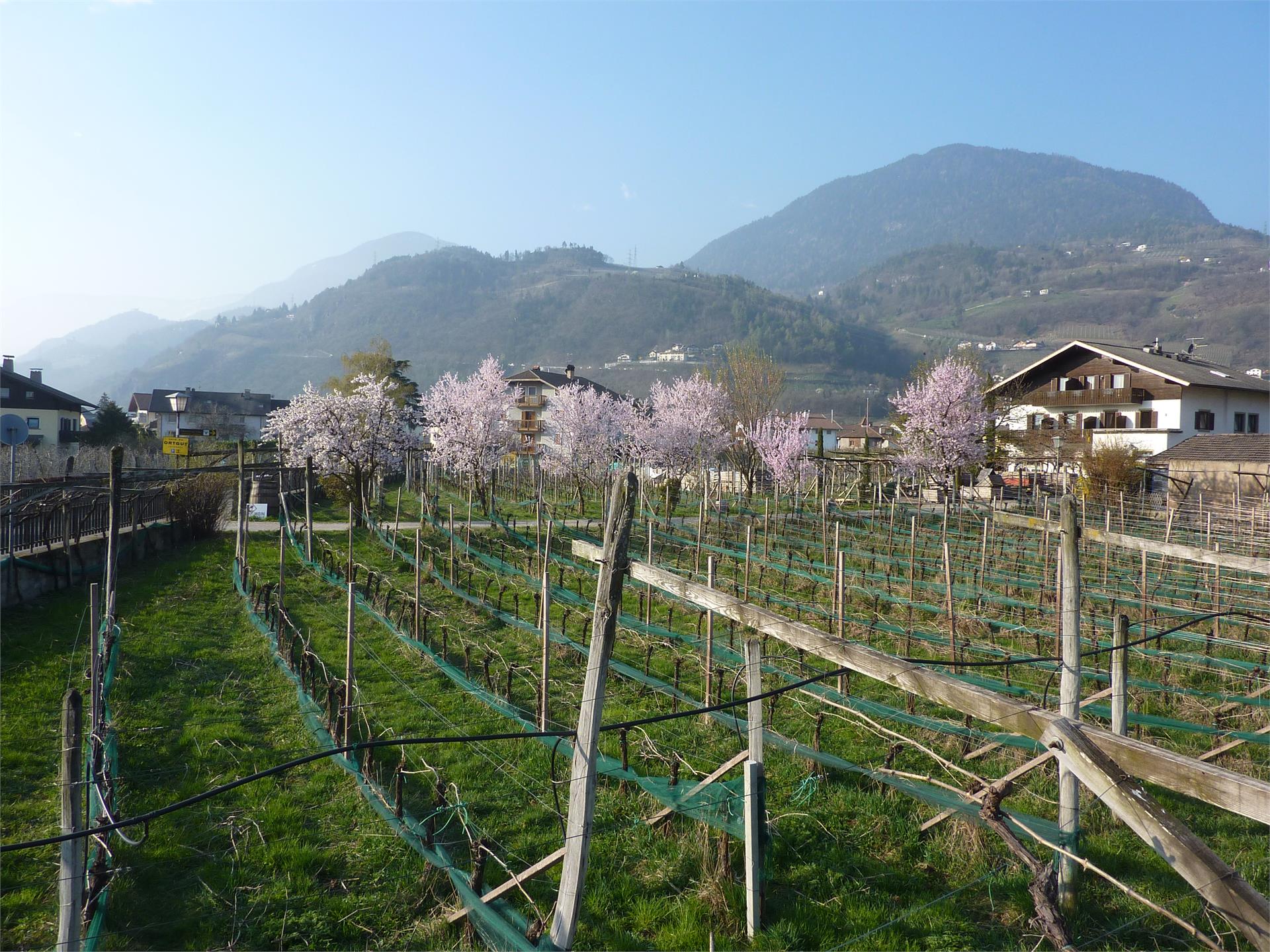 Hännsl am Ort - Ferien & Wein Lana 2 suedtirol.info