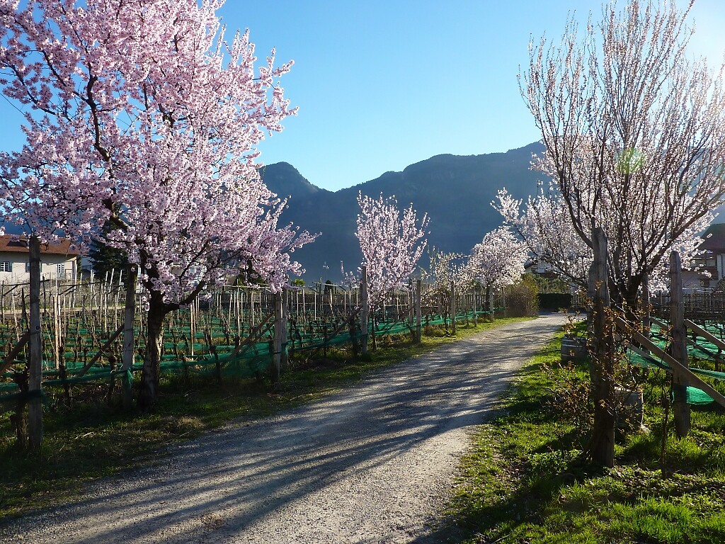 almond blossom