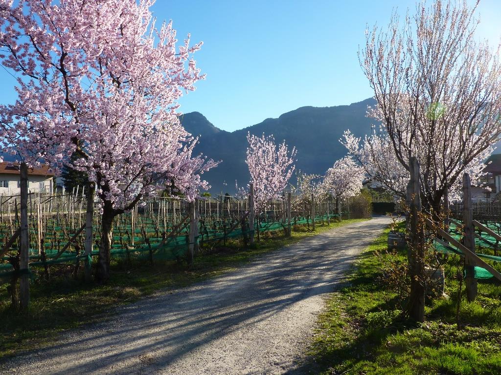 Hännsl am Ort - Ferien & Wein Lana 3 suedtirol.info