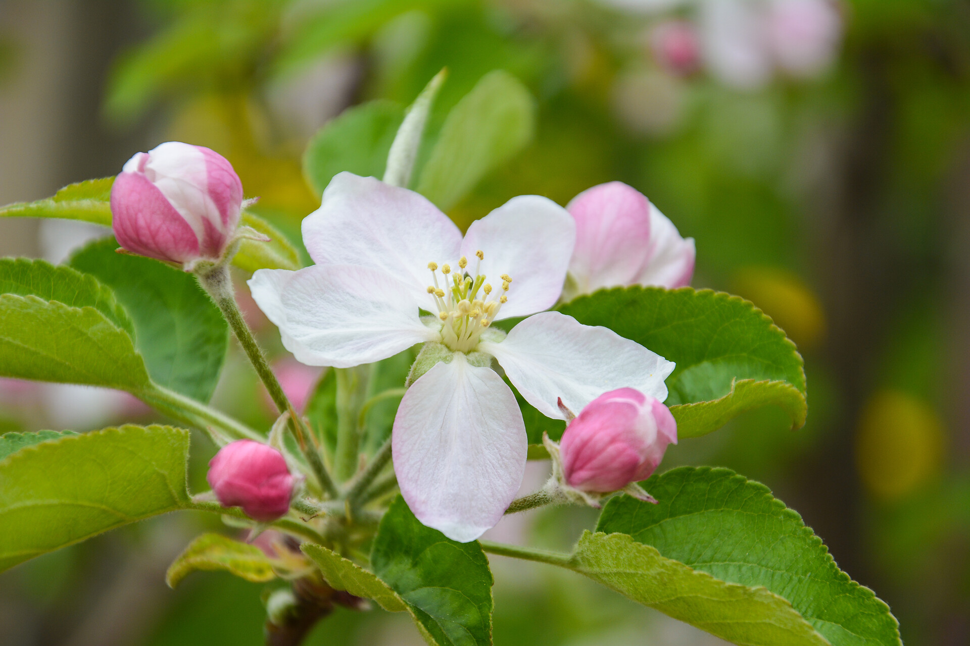 Apfelblüte