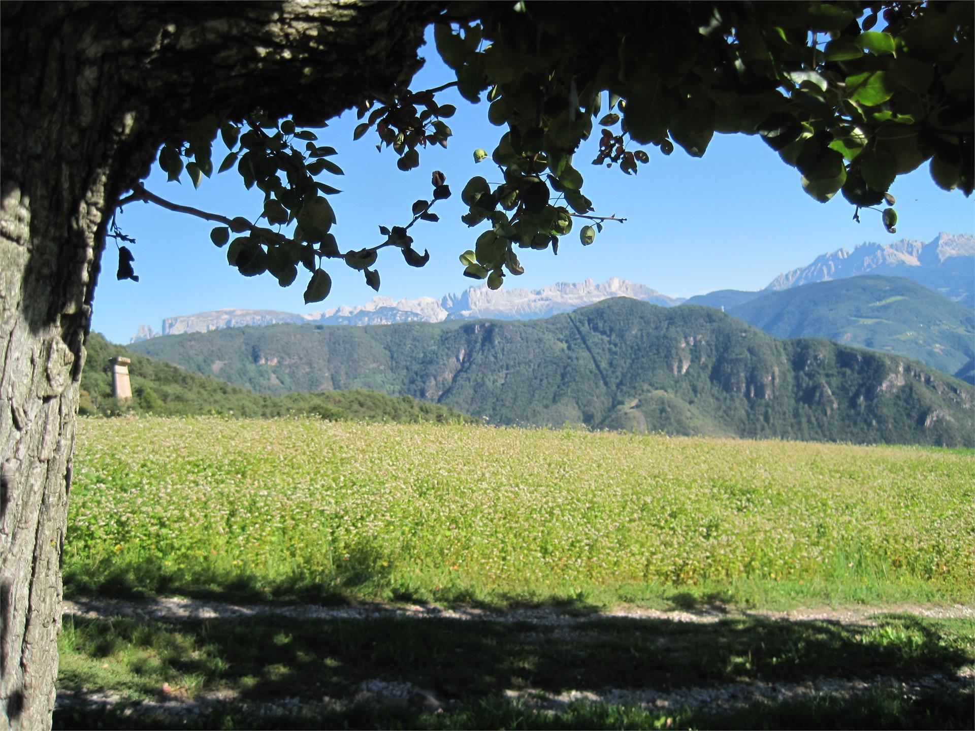 Haflinger Hof Jenesien 13 suedtirol.info