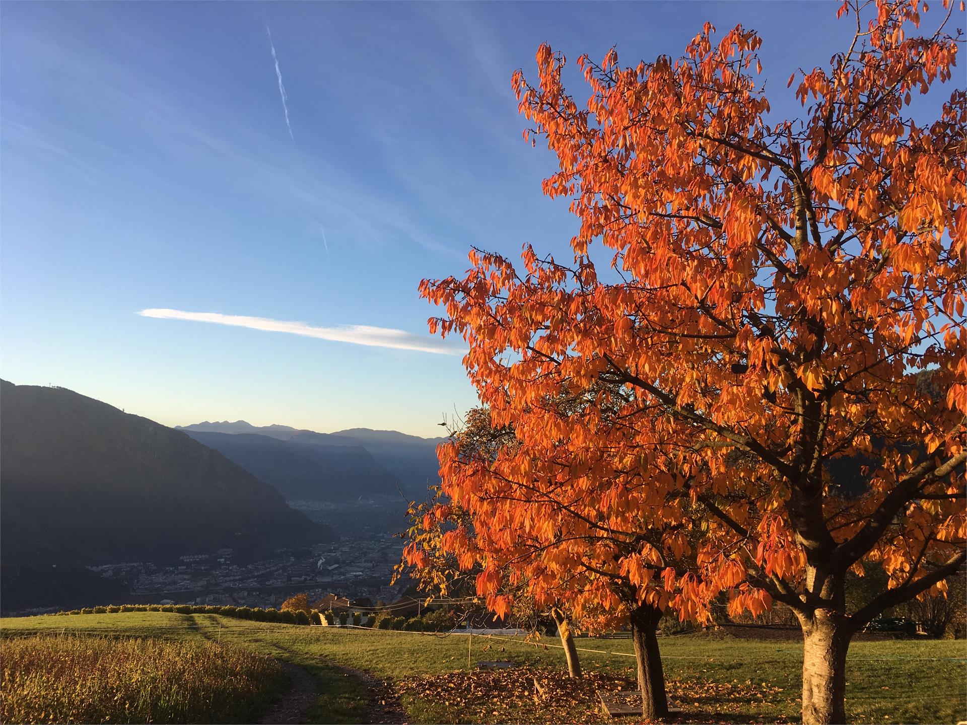 Haflinger Hof Jenesien 14 suedtirol.info