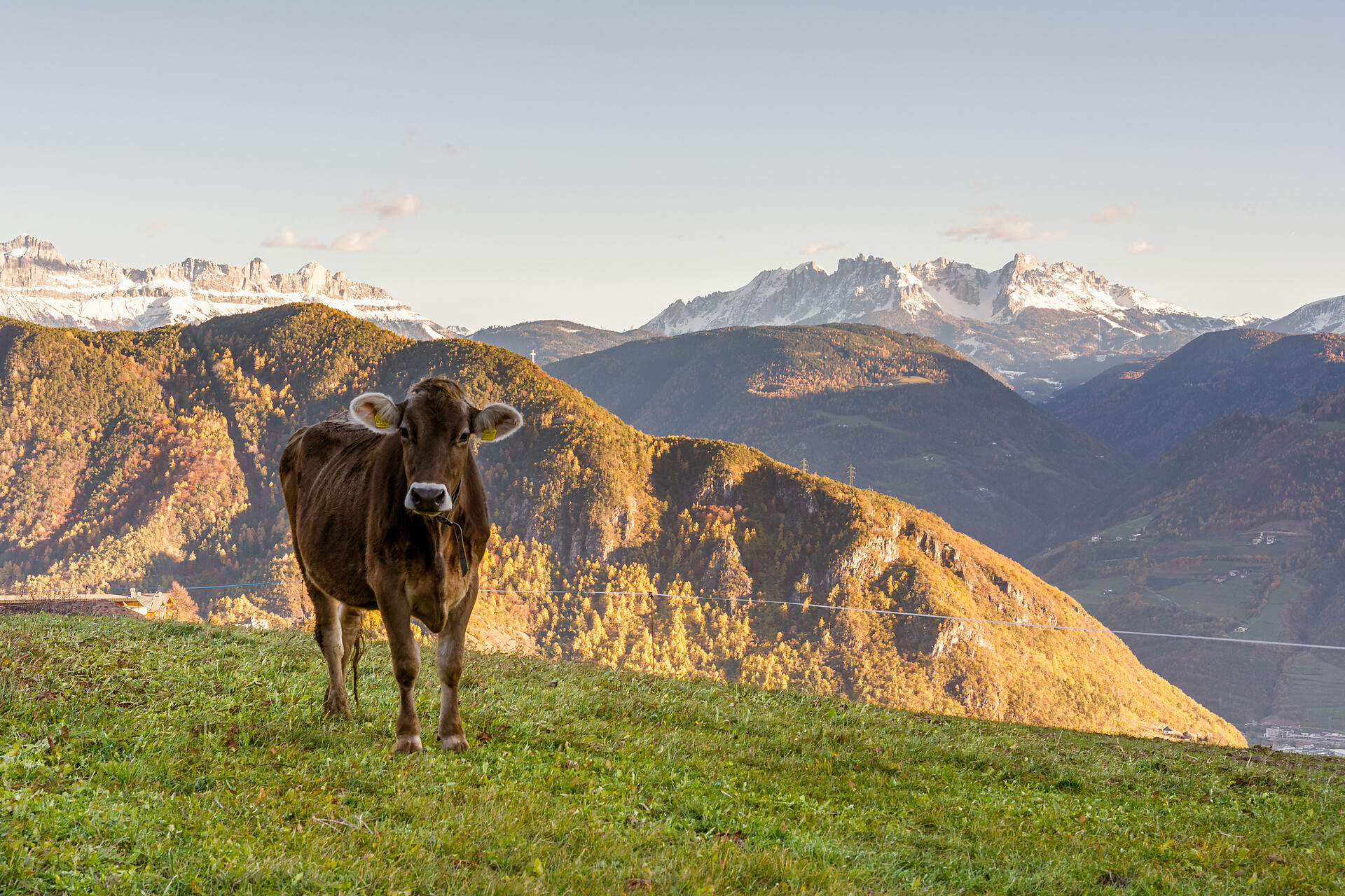 Haflinger Hof Jenesien 15 suedtirol.info
