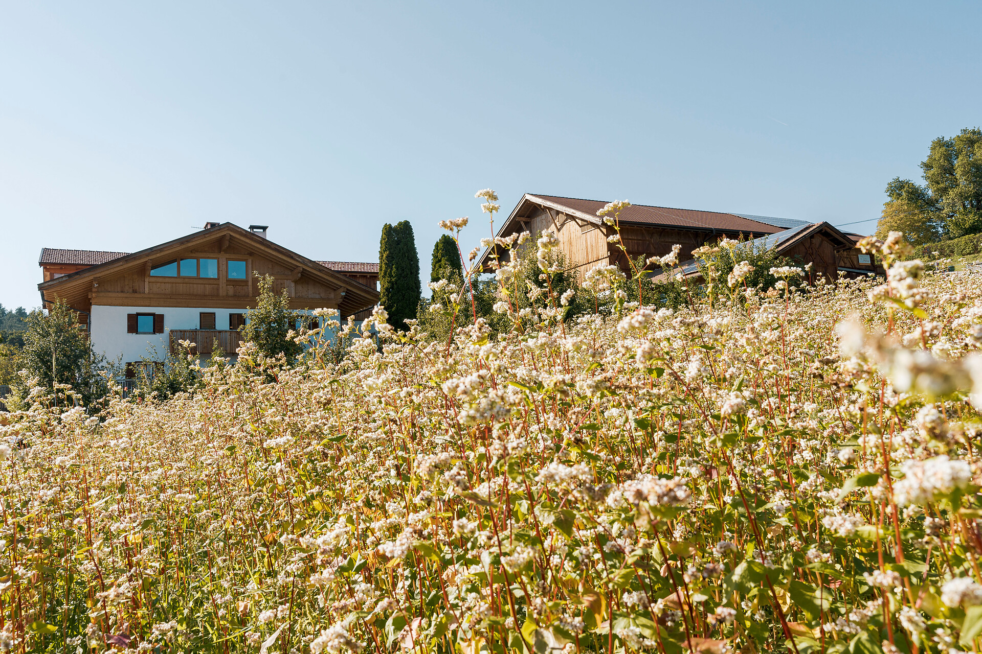 Haflinger Hof Jenesien 10 suedtirol.info