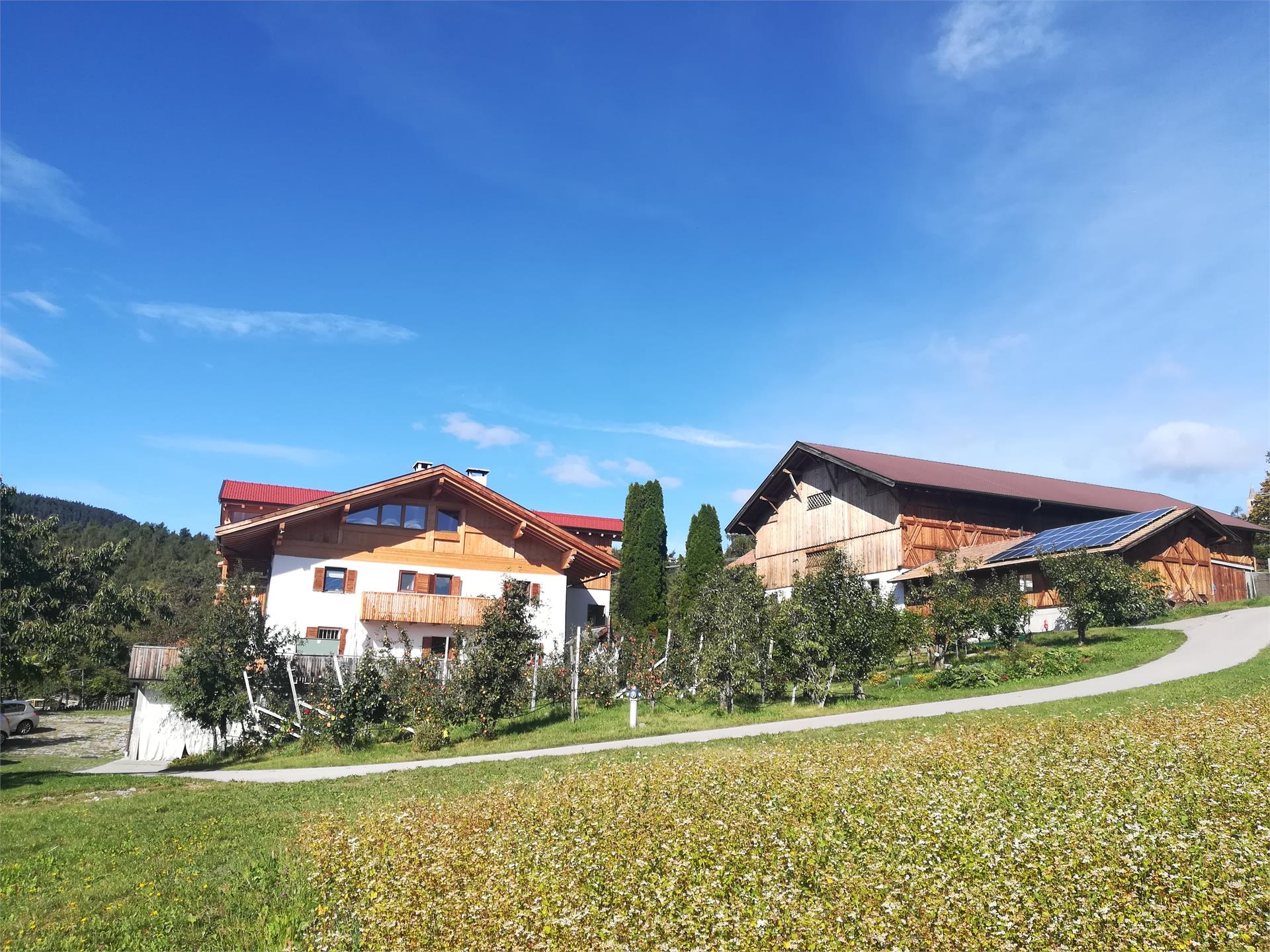 Haflinger Hof Jenesien 3 suedtirol.info