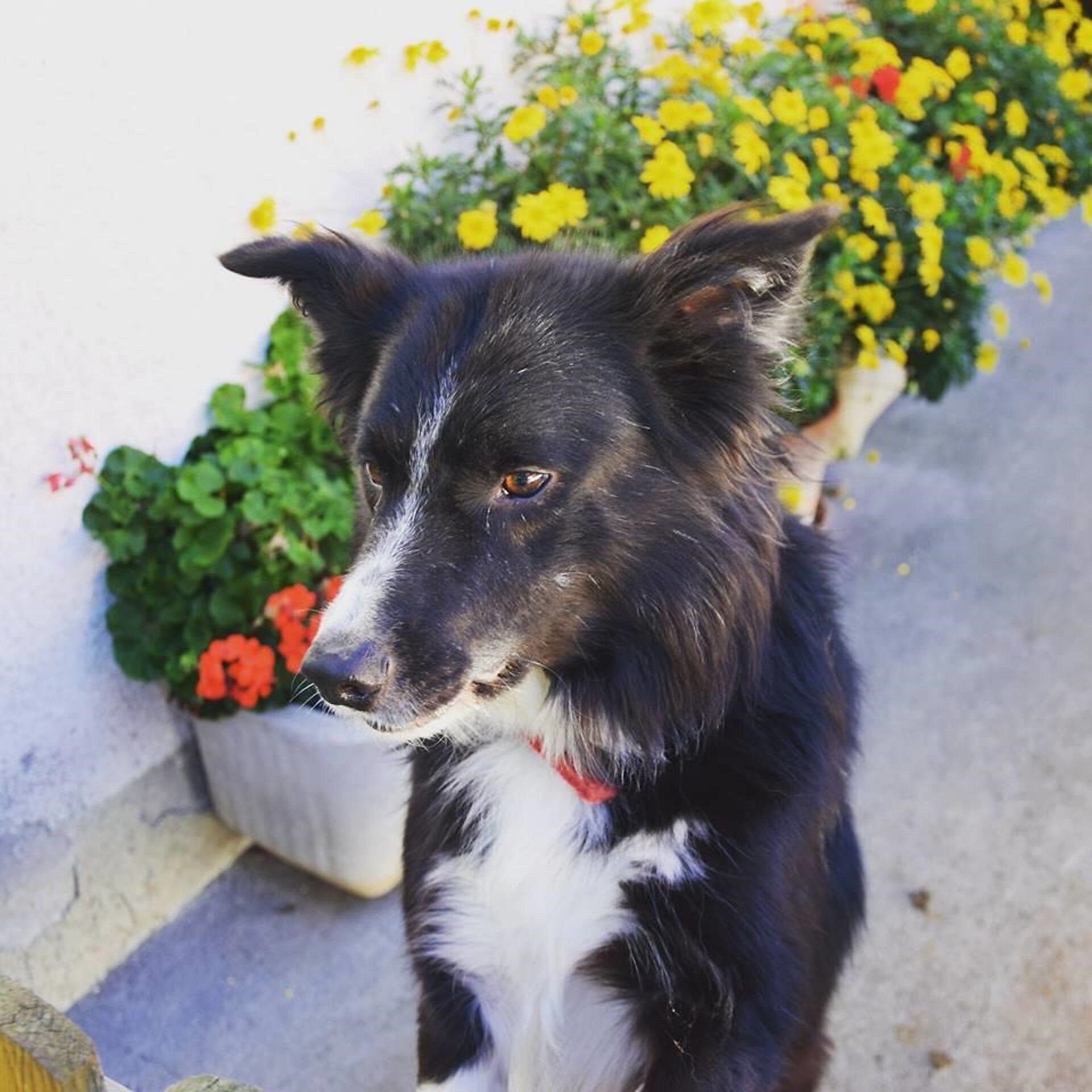 Nostro cane Nero
