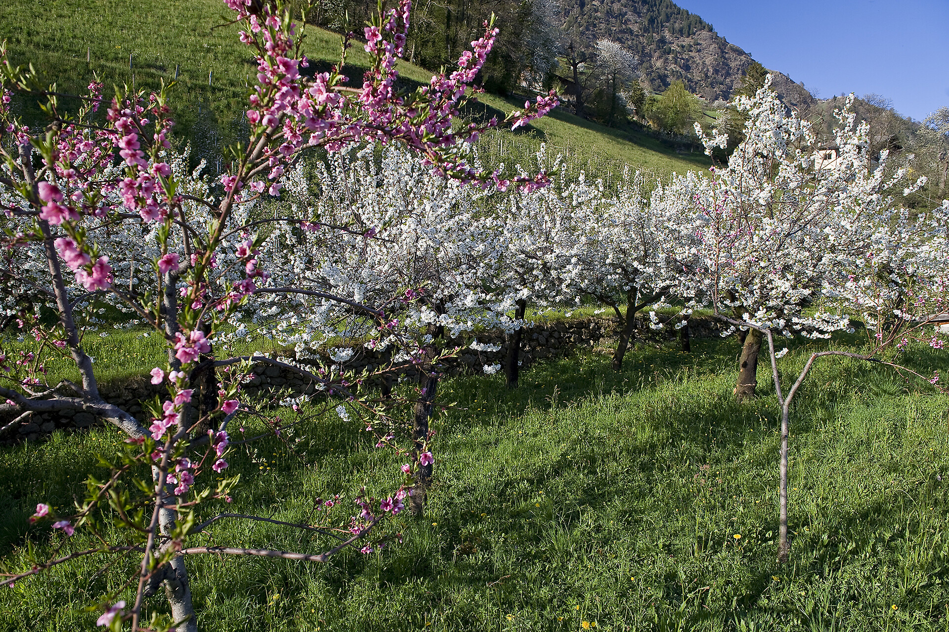 Bluete Algund