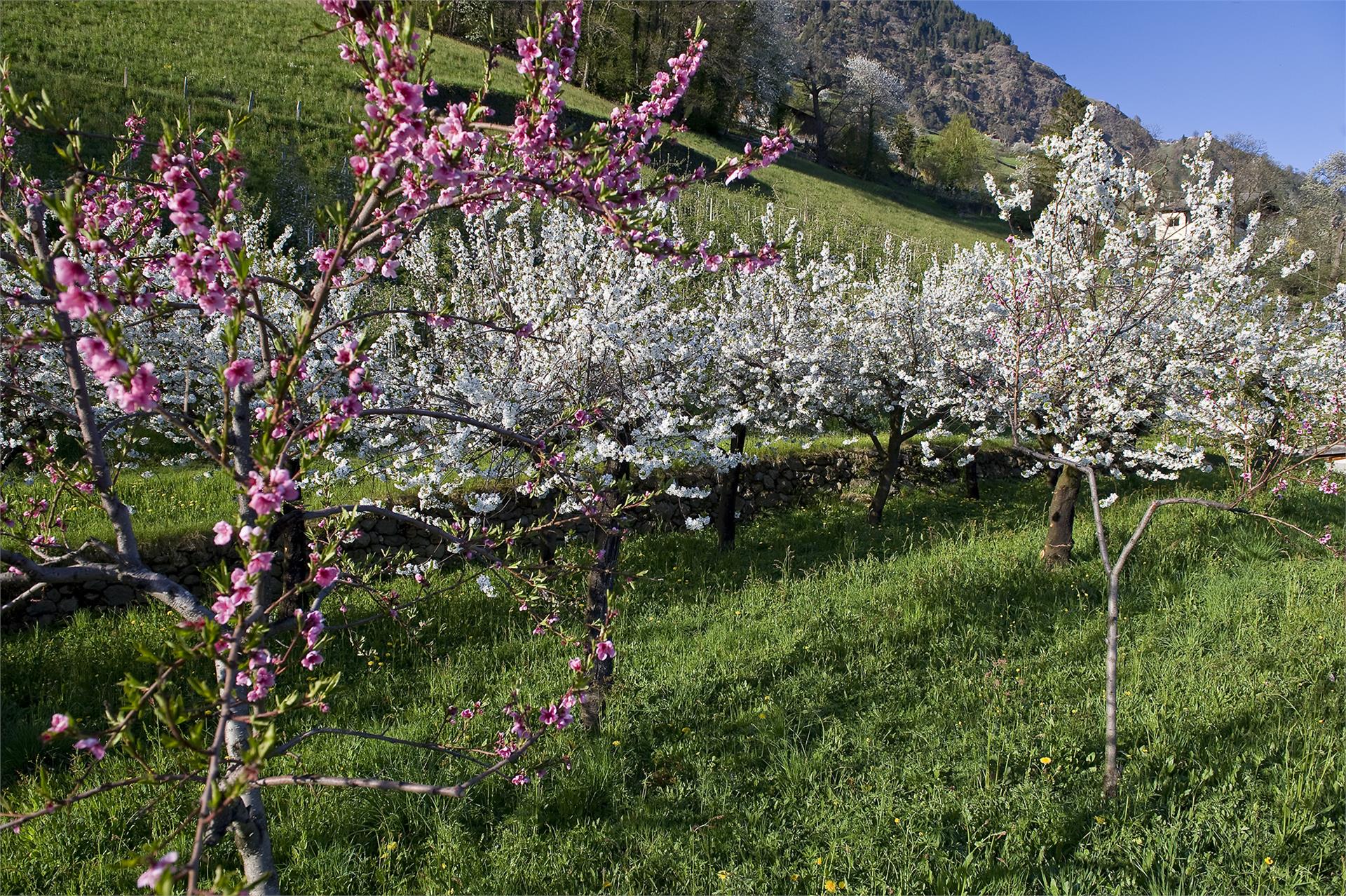 Haus Gilli Algund 4 suedtirol.info