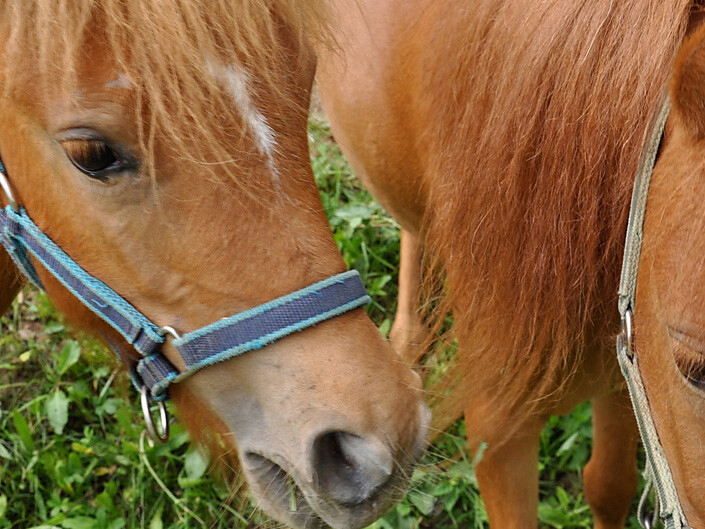 i nostri pony