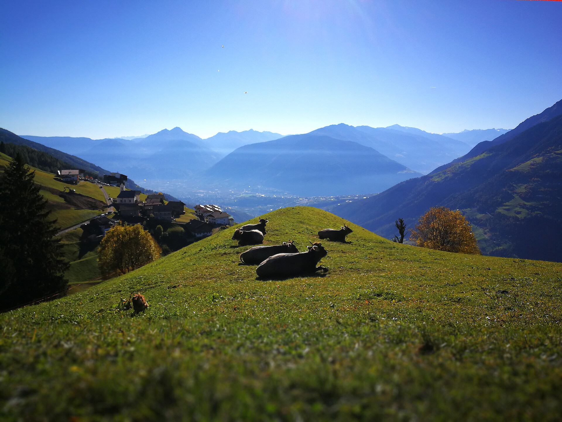 Kühe mit Aussicht