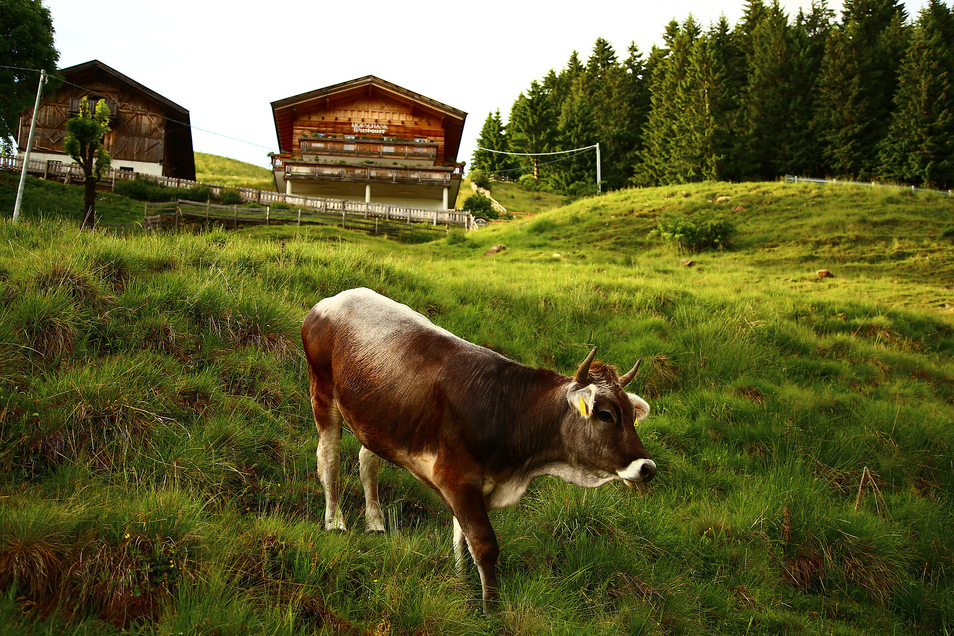 Wiesbauer