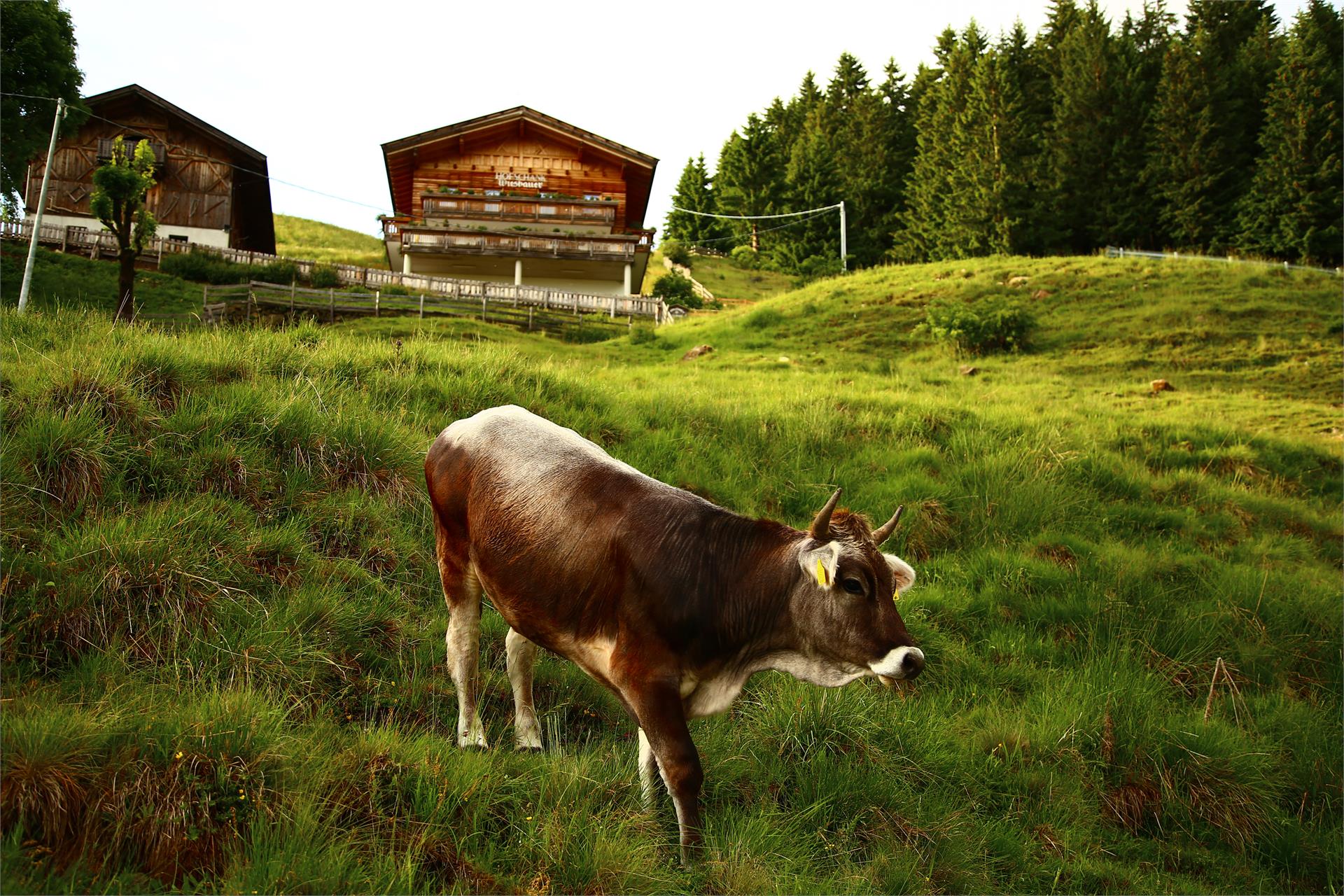 Hofschank Wiesbauer Schenna/Scena 12 suedtirol.info