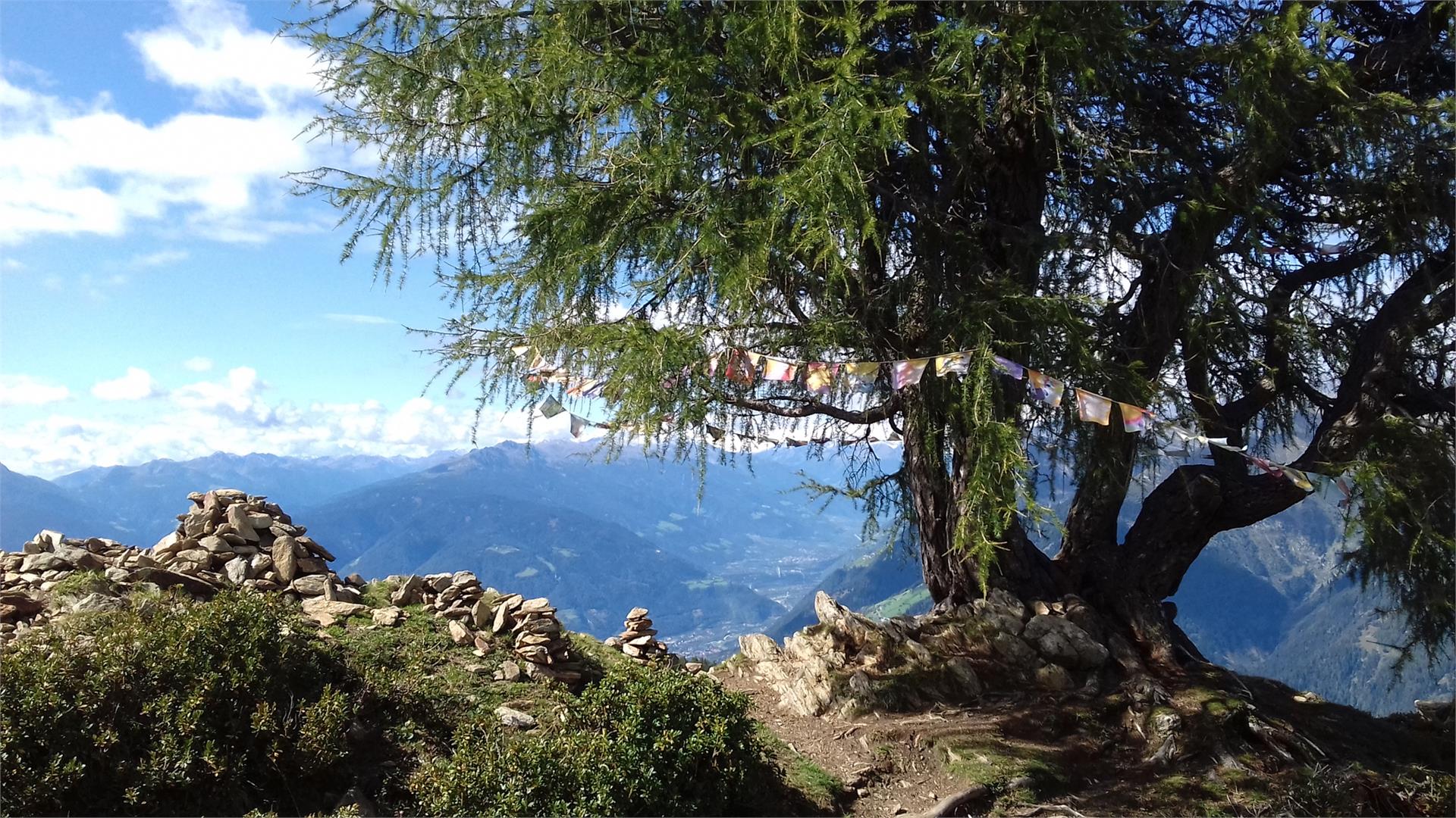 Hofschank Wiesbauer Schenna/Scena 19 suedtirol.info