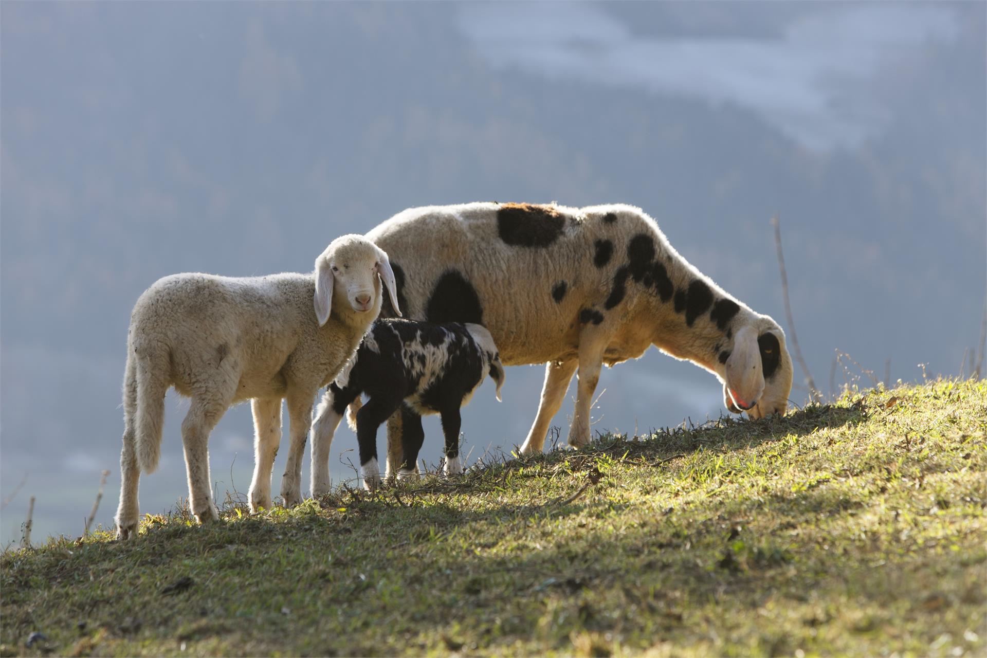 Hofschank Wiesbauer Schenna/Scena 15 suedtirol.info