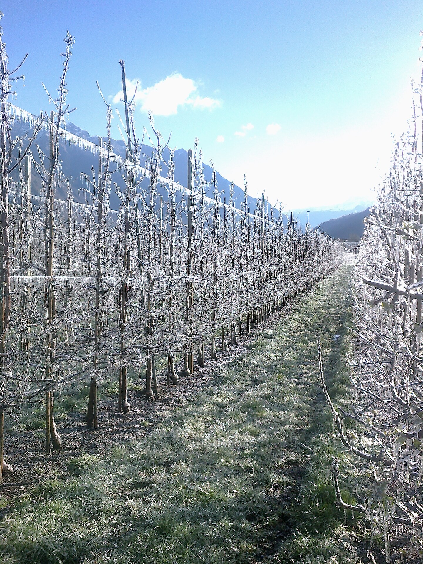 Wiese bei Frost