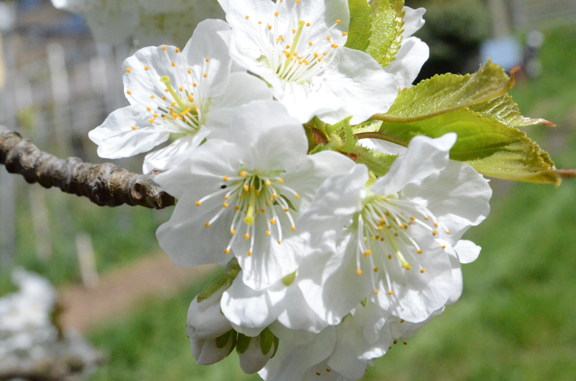 apple blossom