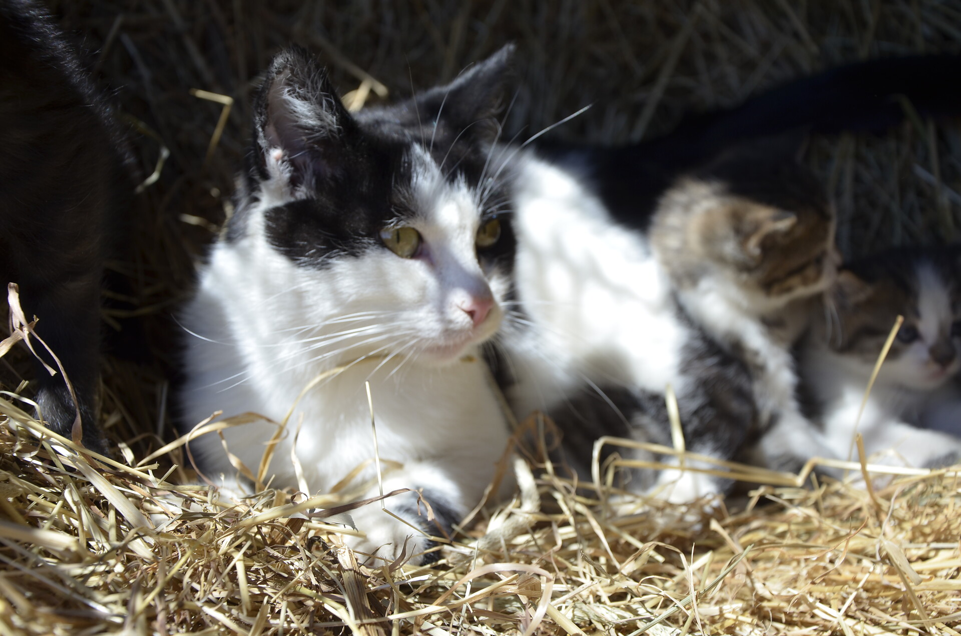 Katzen