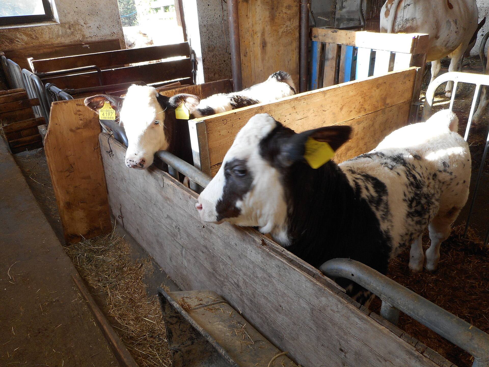 Twin calfes