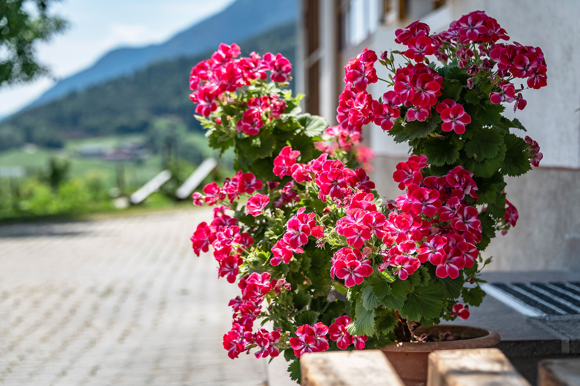 Sommer
