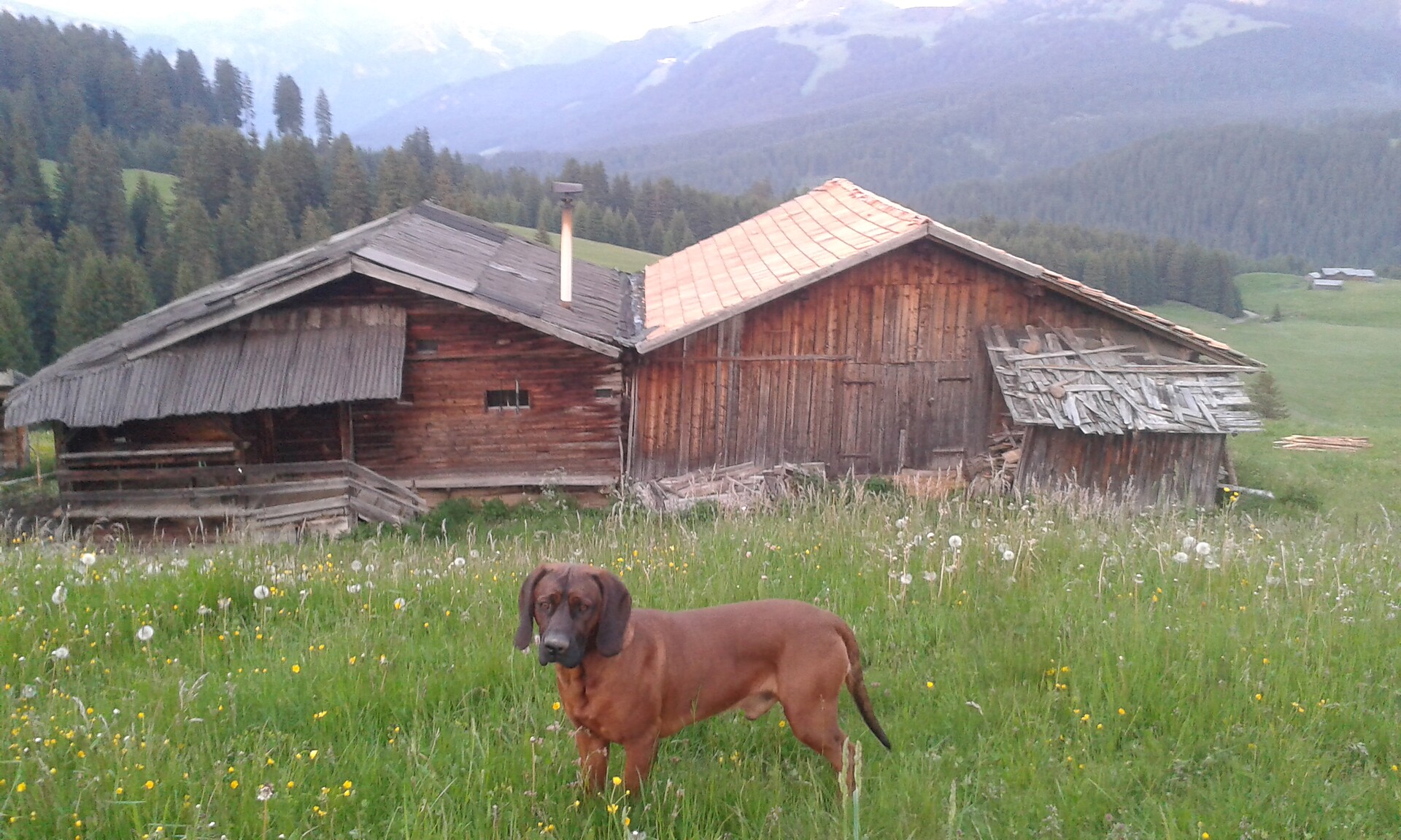 Hofer Hof