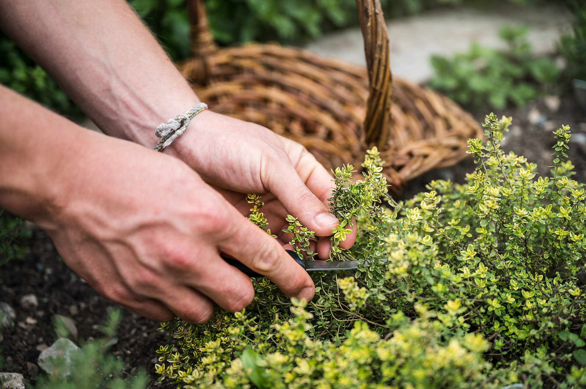 Herbes